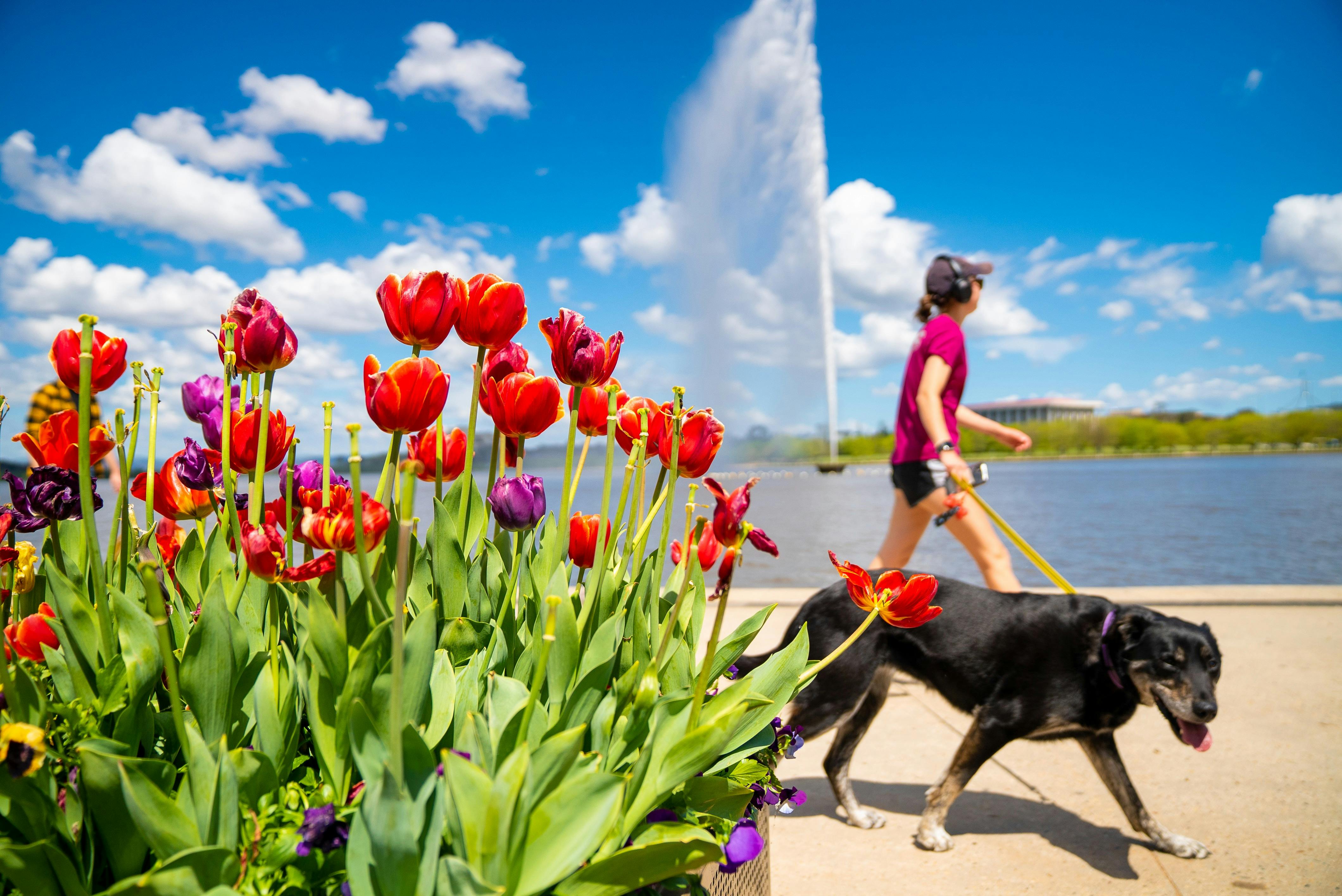 A woman walks past the jet with her dog on a leashh