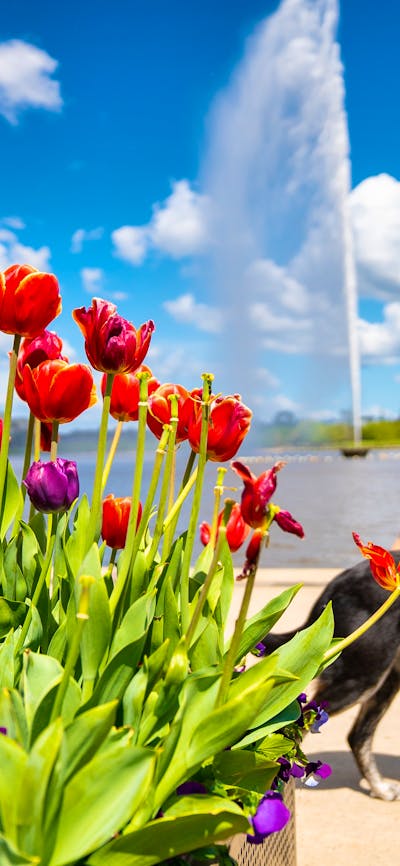 A woman walks past the jet with her dog on a leashh