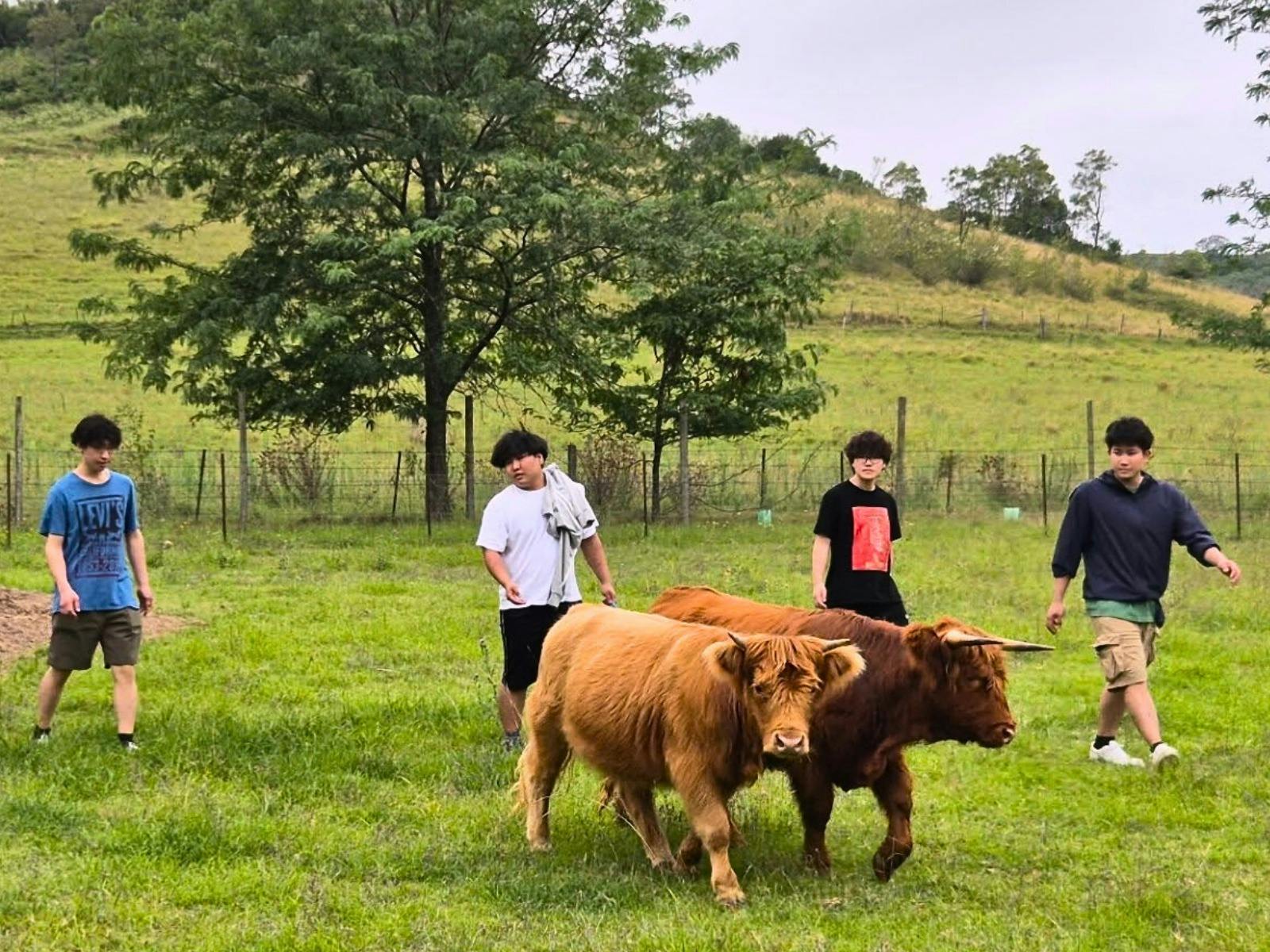Meeting the highland cows