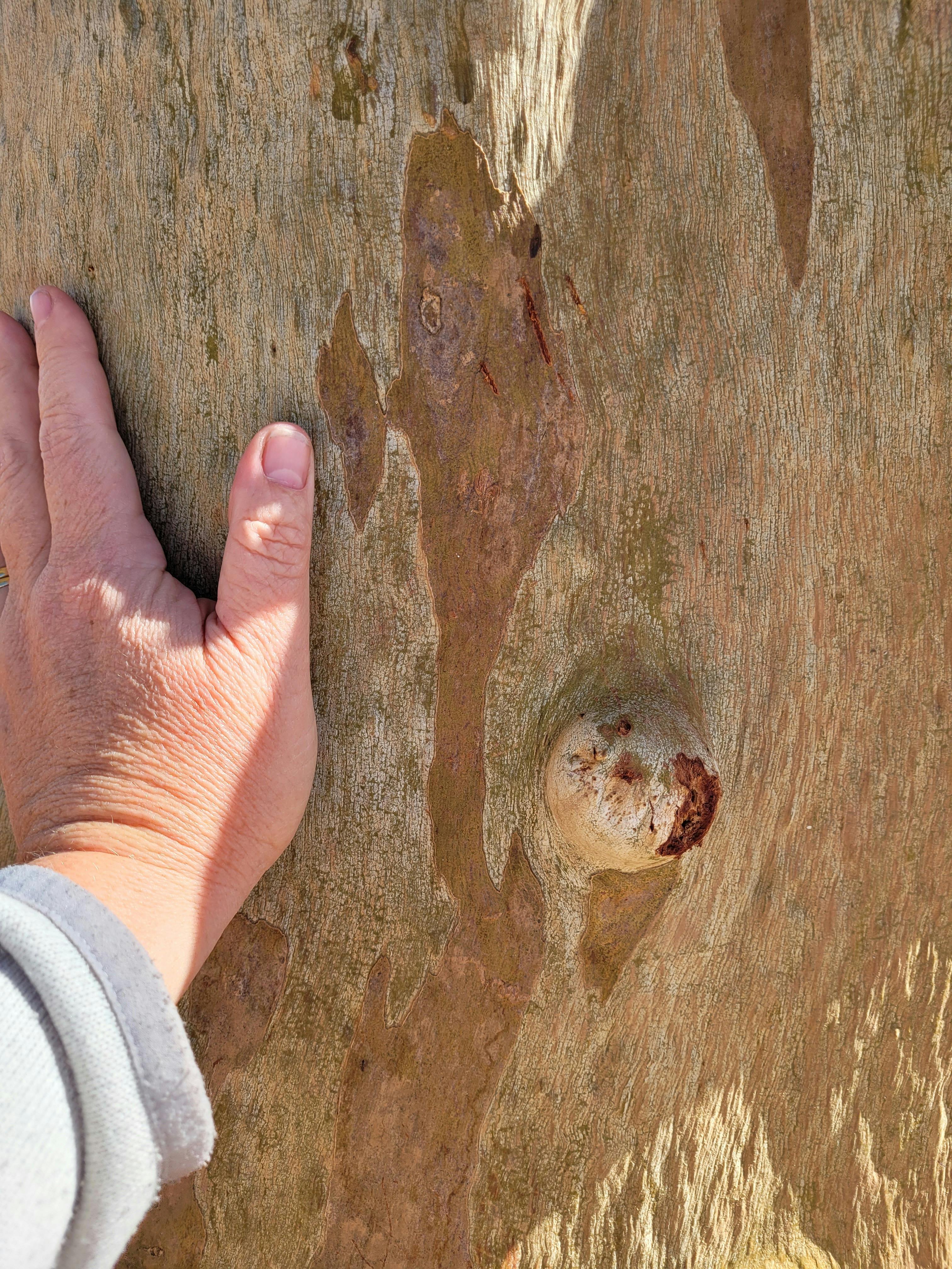 A hand on a gum tree
