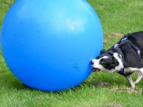Giant Dog Ball