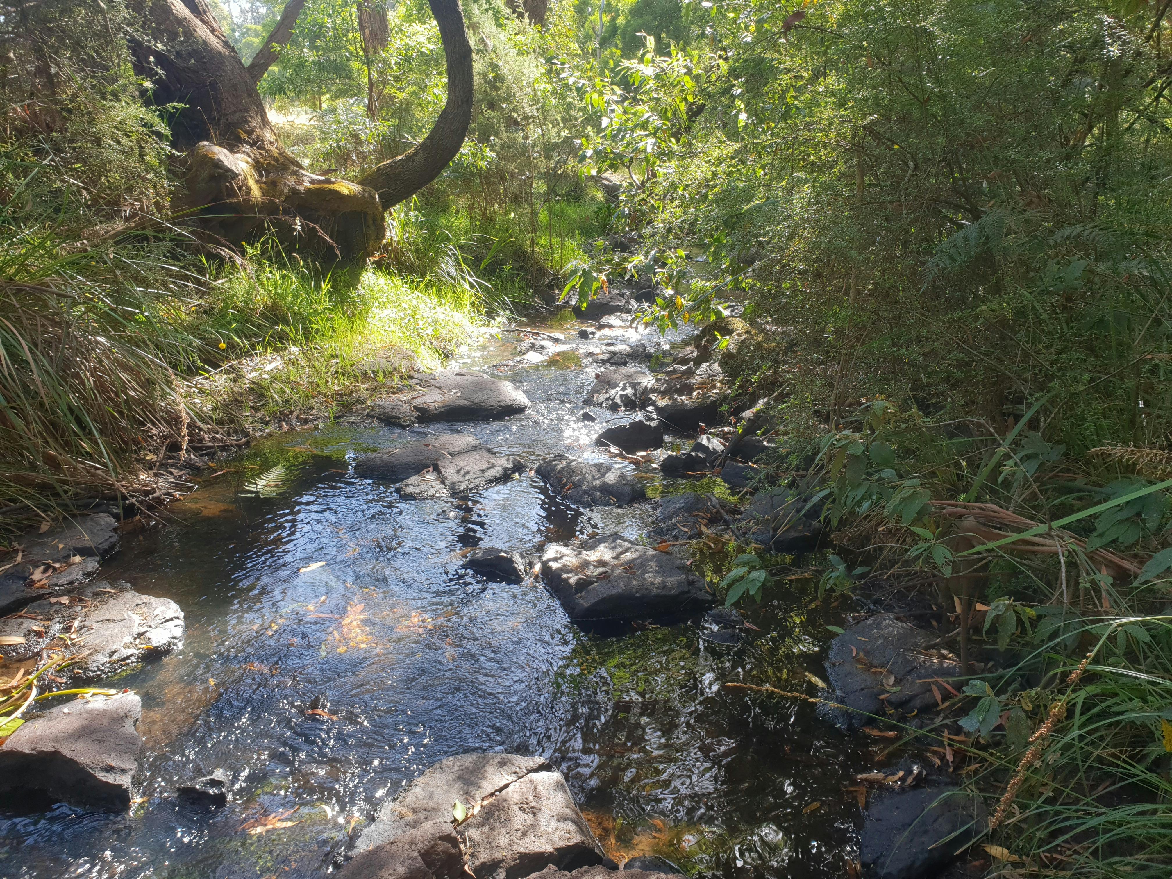 Greens Bush to Lightwood Camp Walk