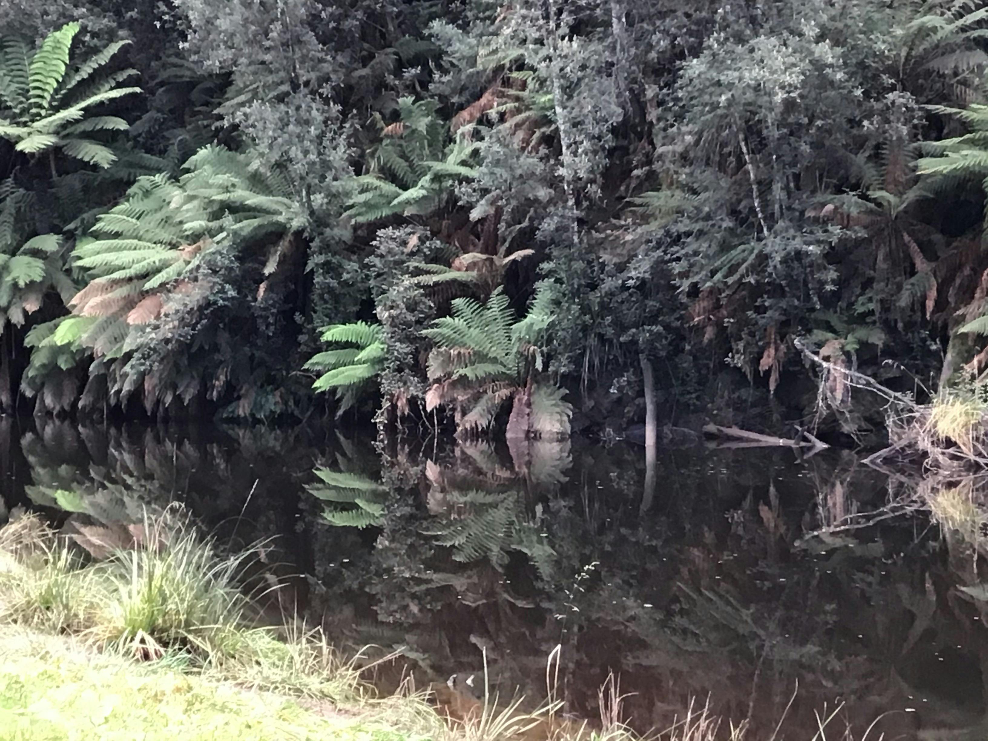Fern Glade Reserve