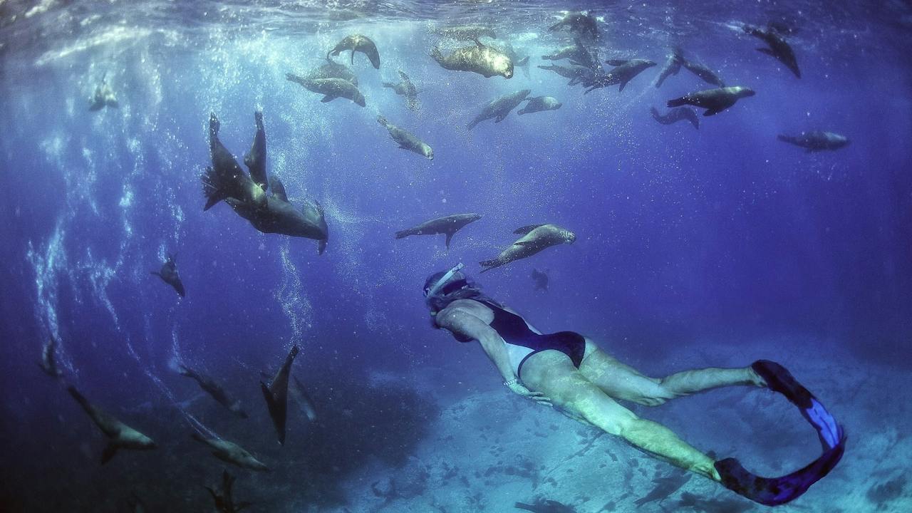 Snorkelling with seals at Barunguba Montague Island
