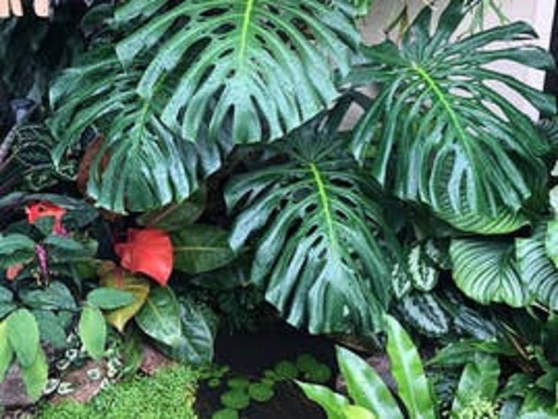 Image for Tropical Foliage Festival