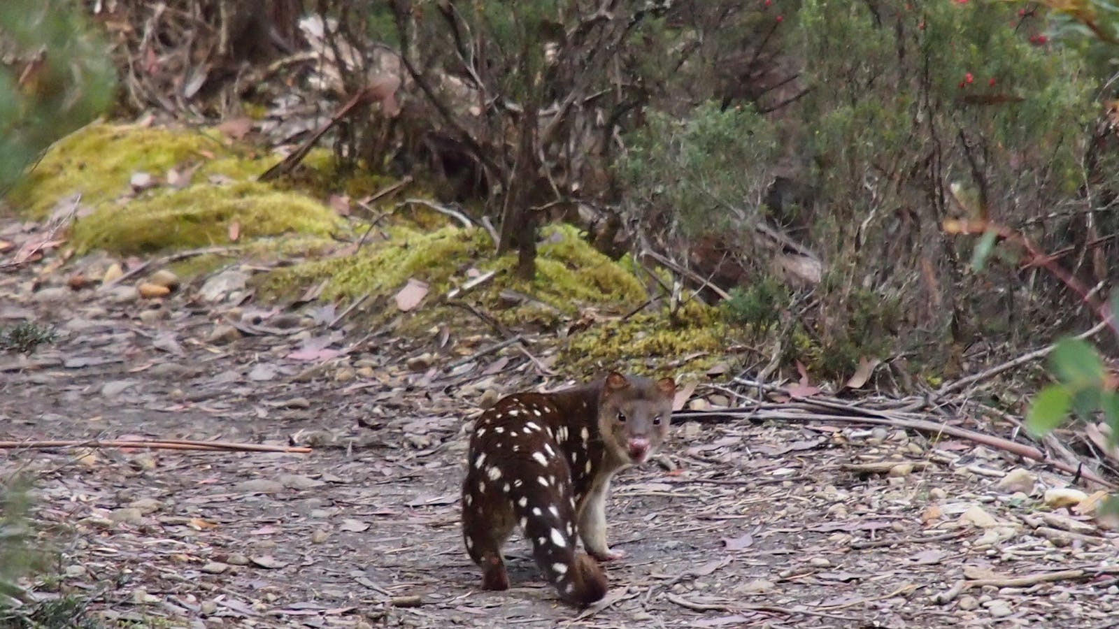 spotted tail quoll