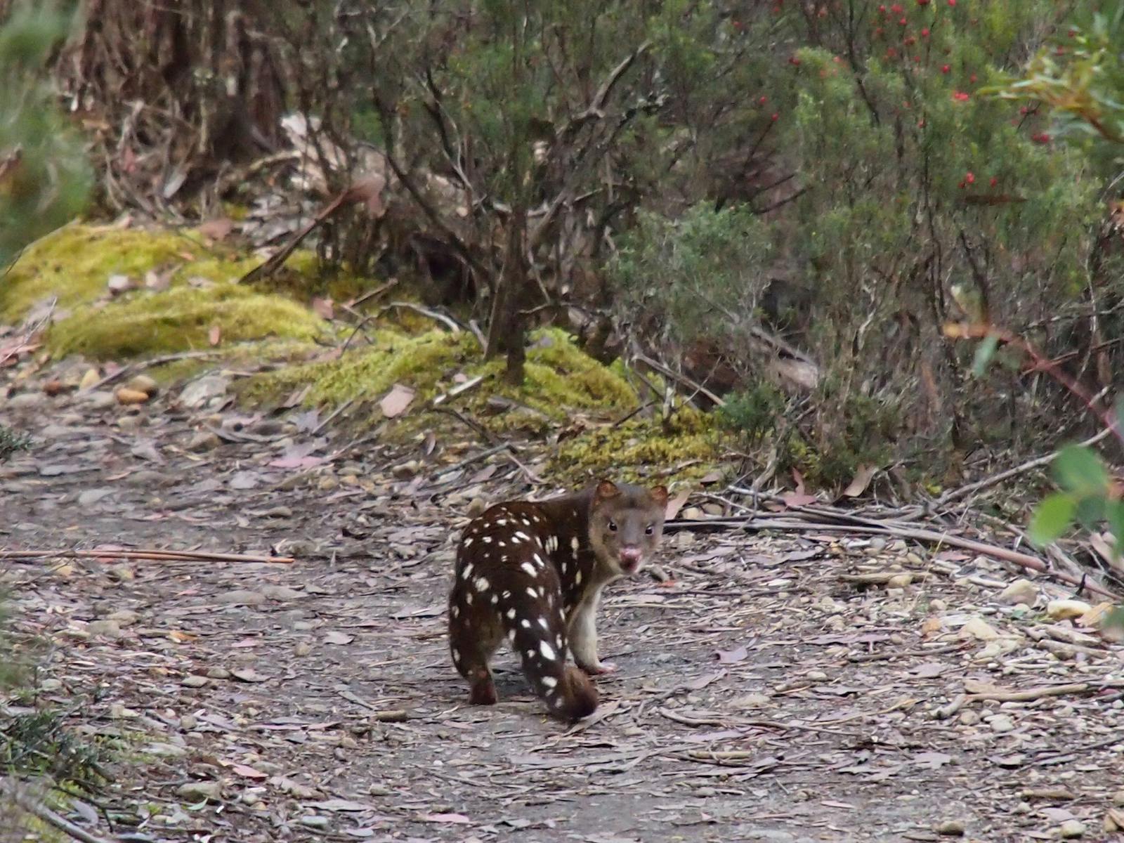 spotted tail quoll at Lake St Clair 2014