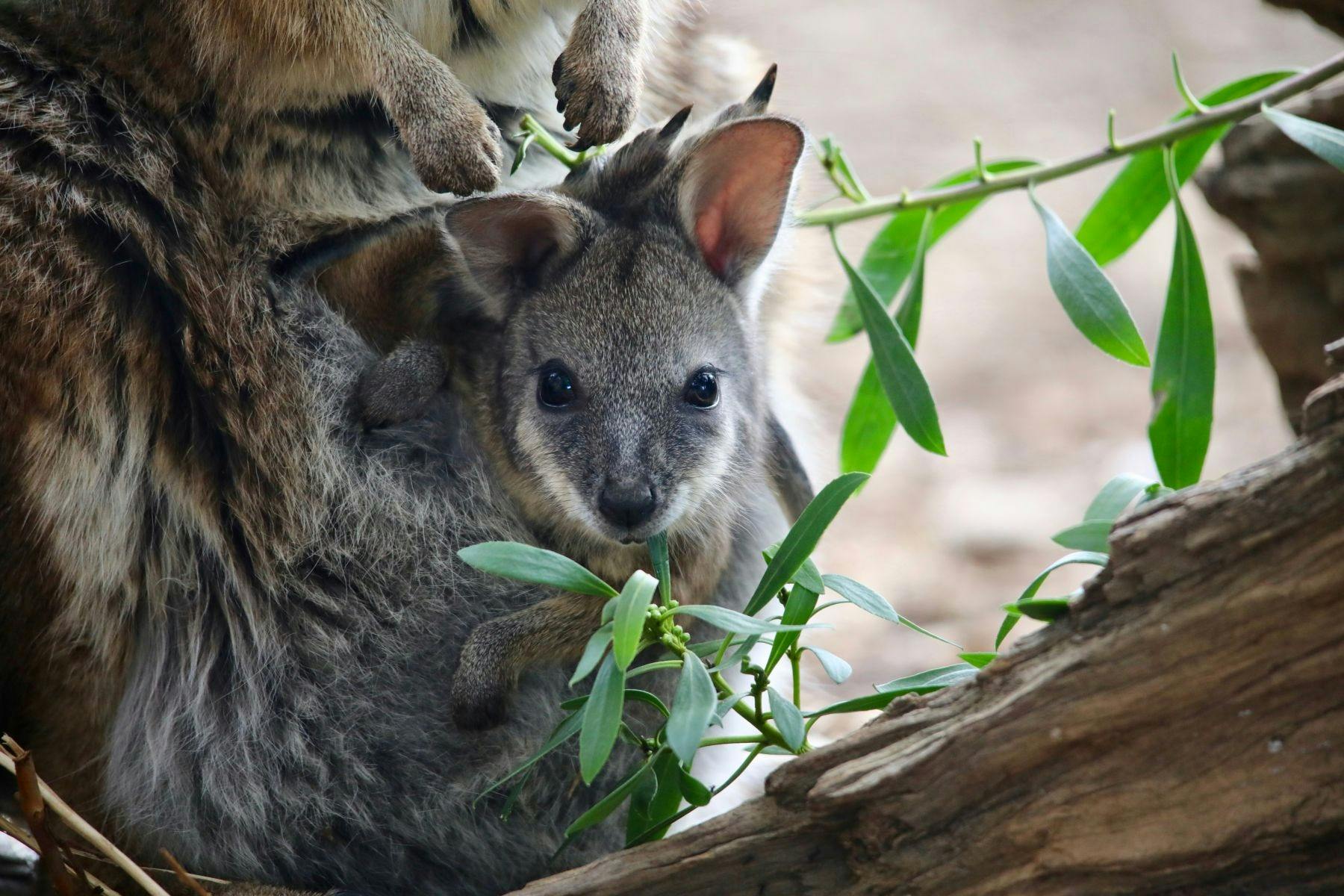 Kangaroo joey in pouch