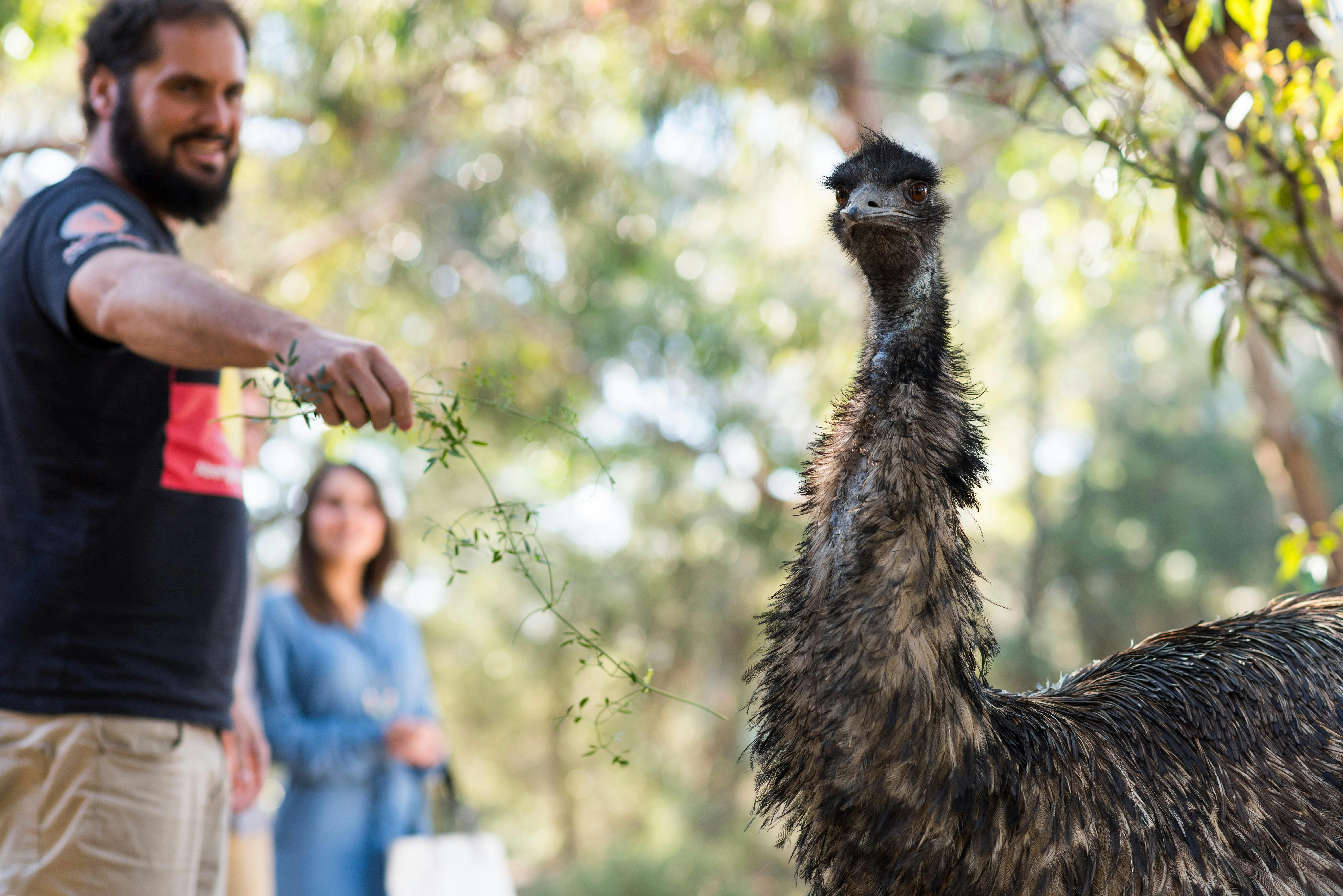 The potential to feed wild animals like this emu!
