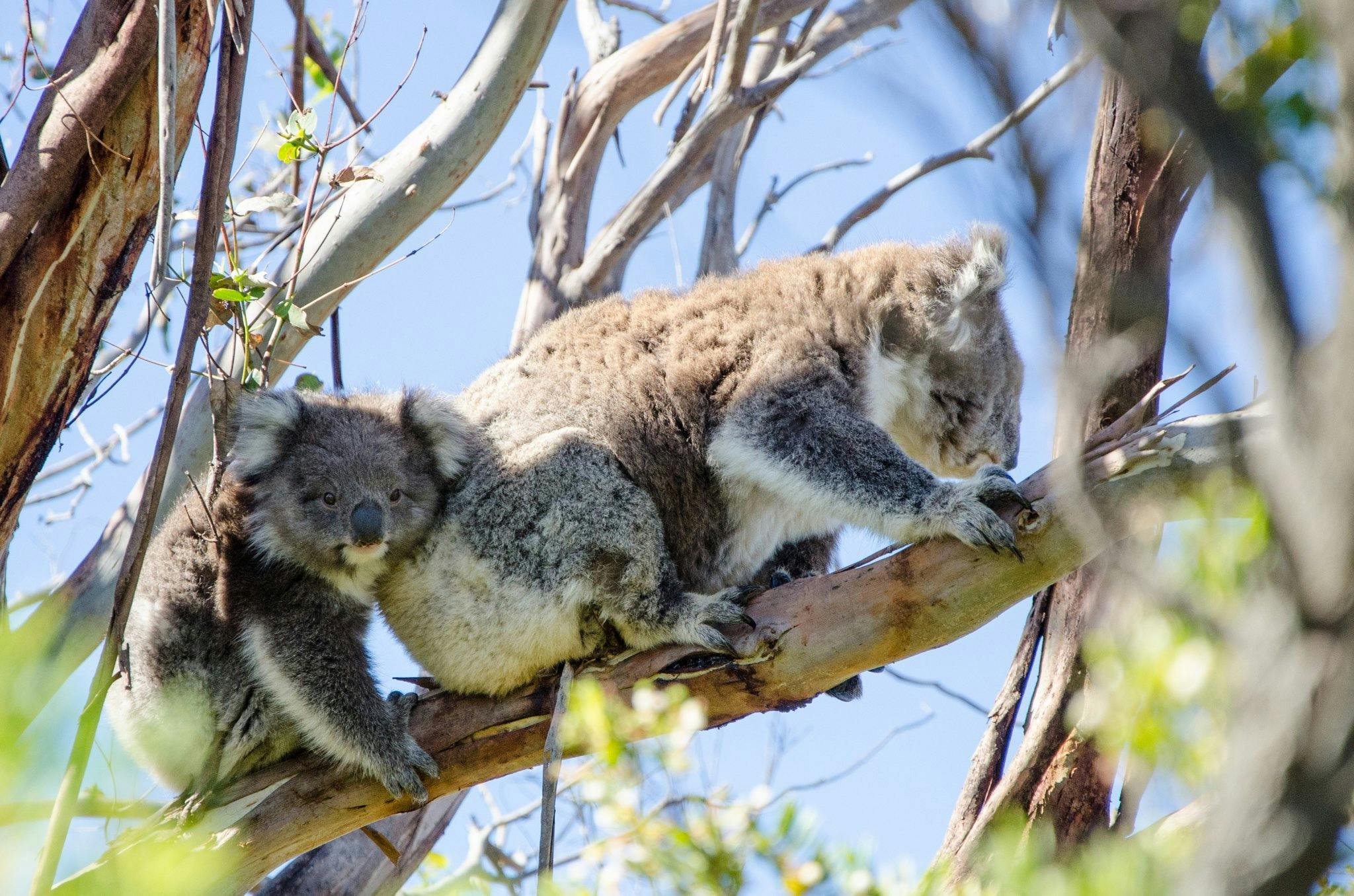 Koalas