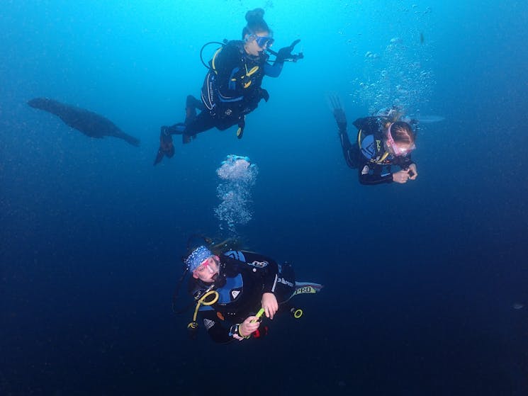 Scuba divers underwater with seals