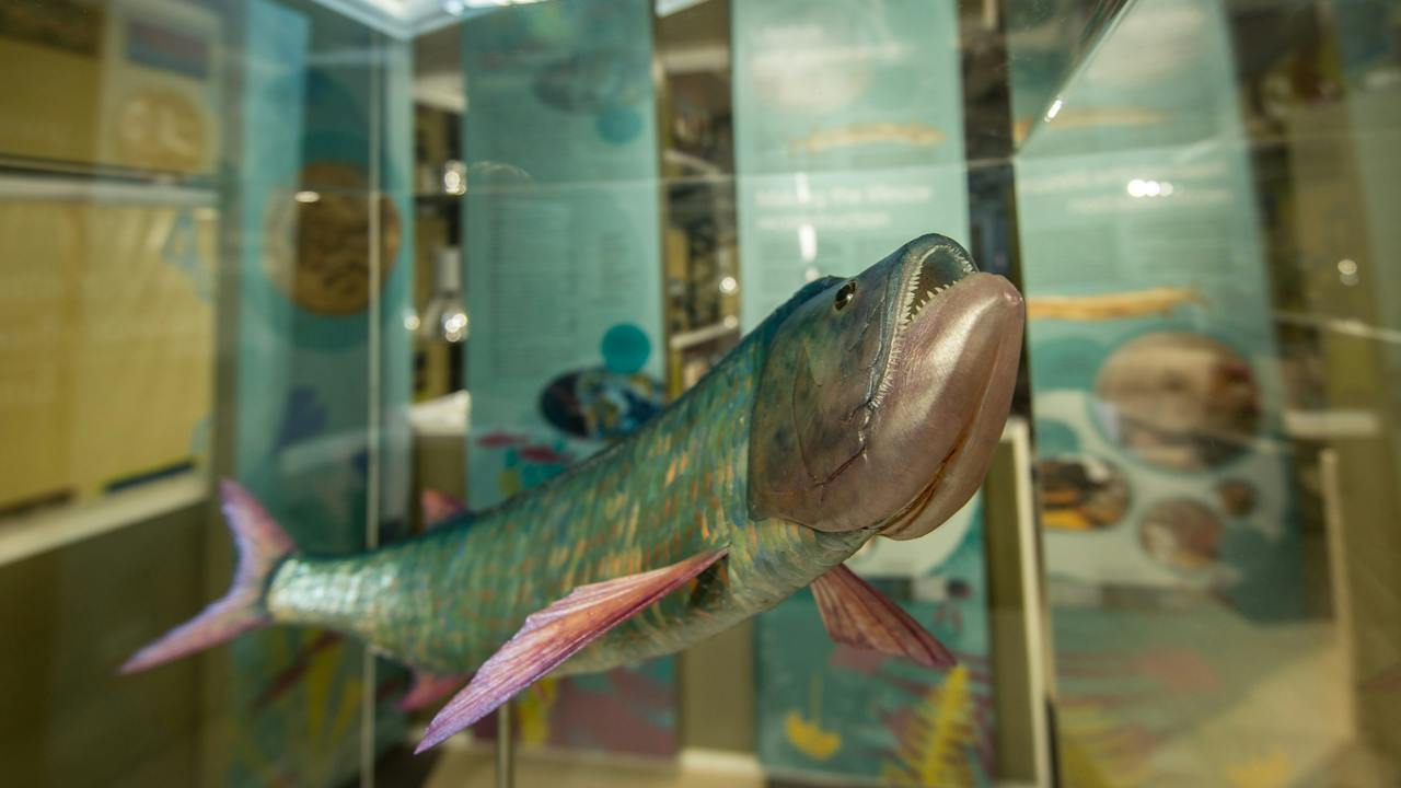100 Million year old "Bulldog Fish"