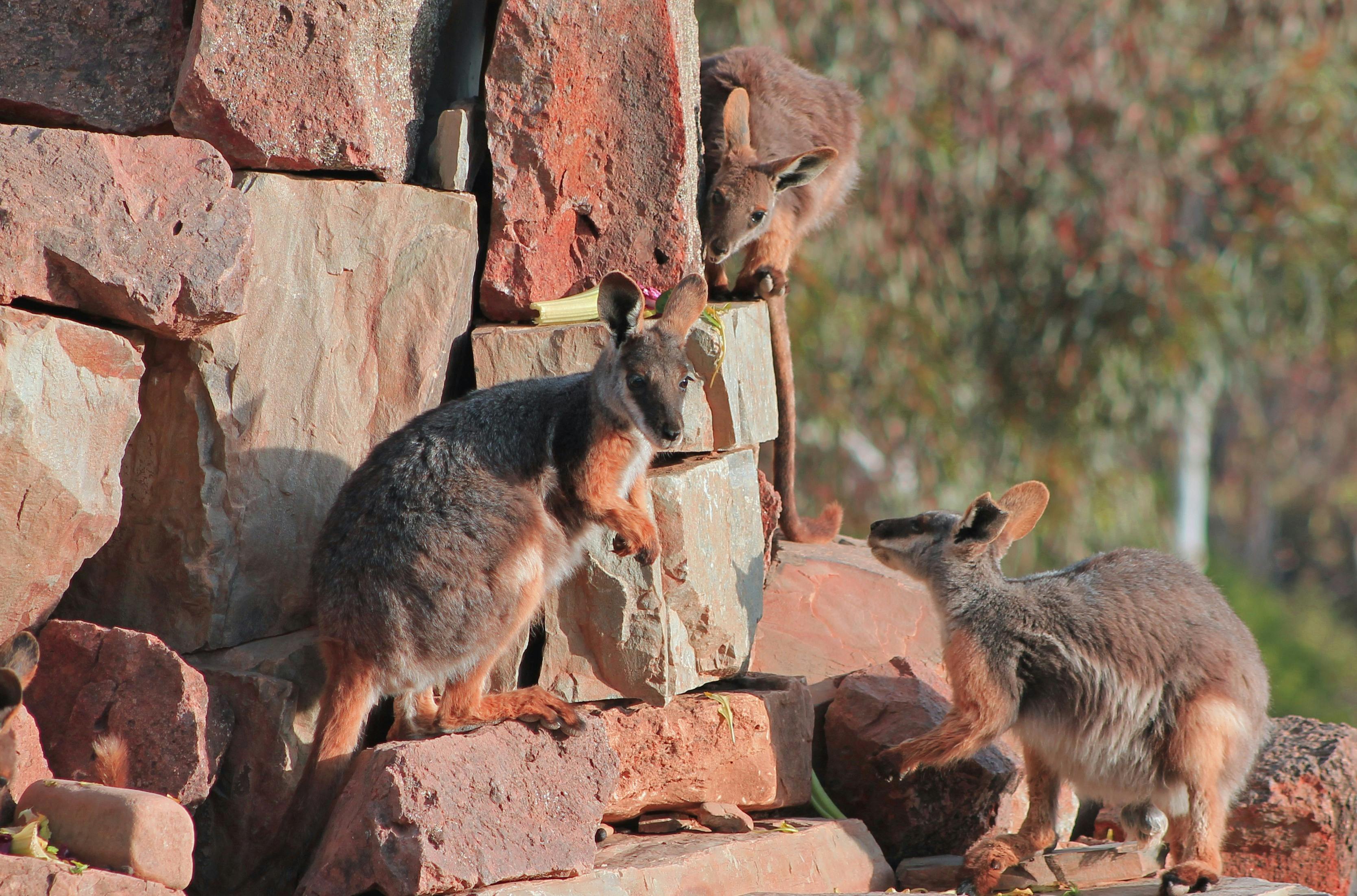 3 x Yellow footed rock wallabies on a large rock
