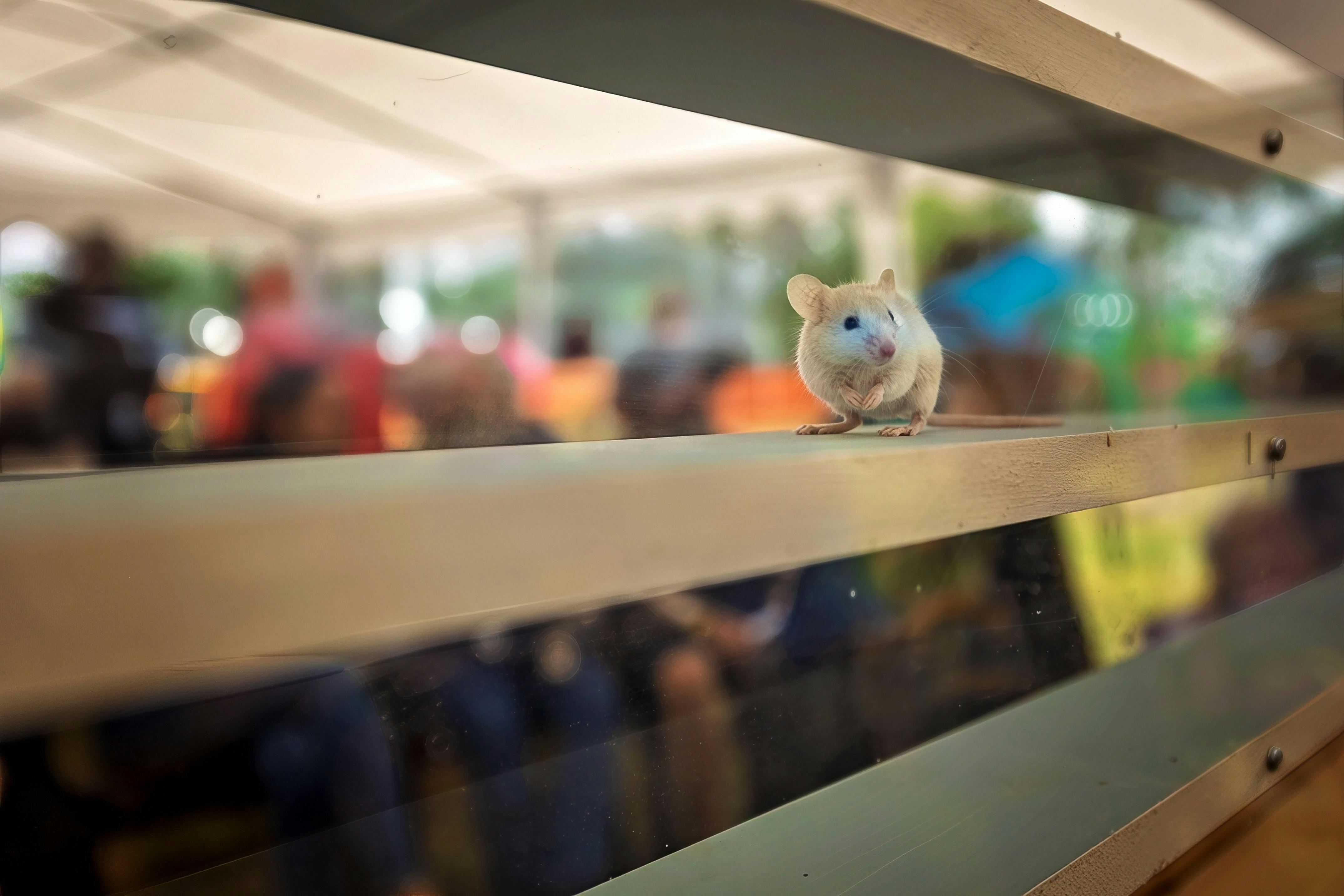 cute mouse