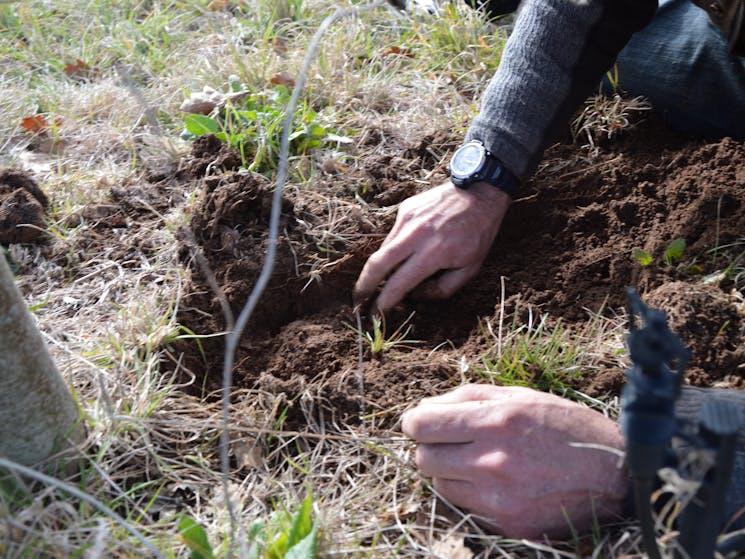 Digging for Black gold