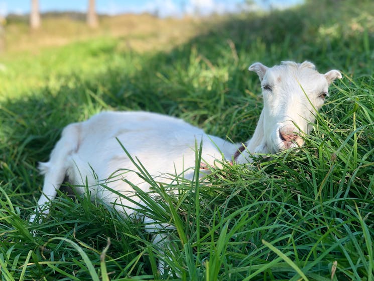 Picture of Garry the goat.