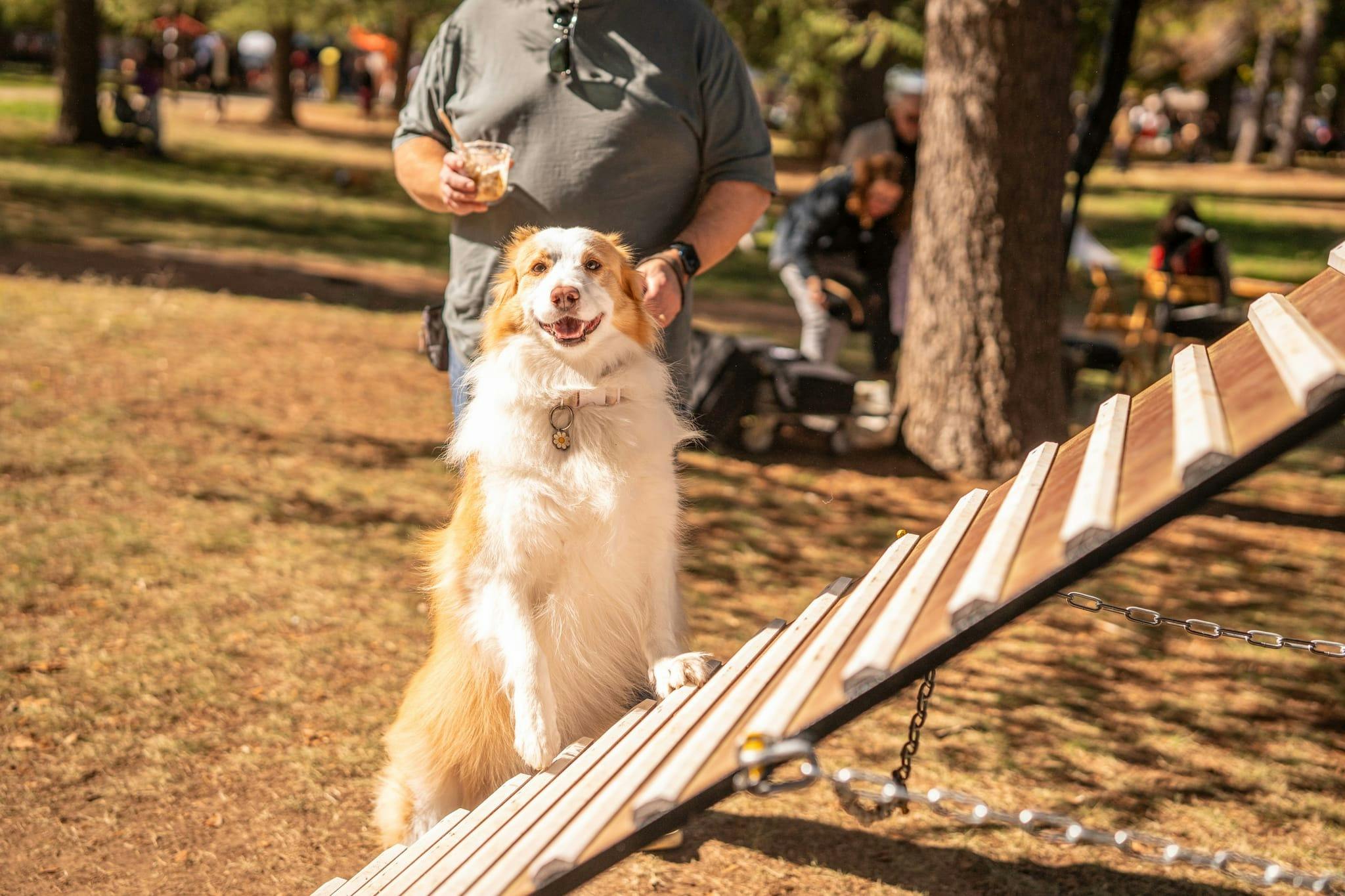 Paws Party Canberra
