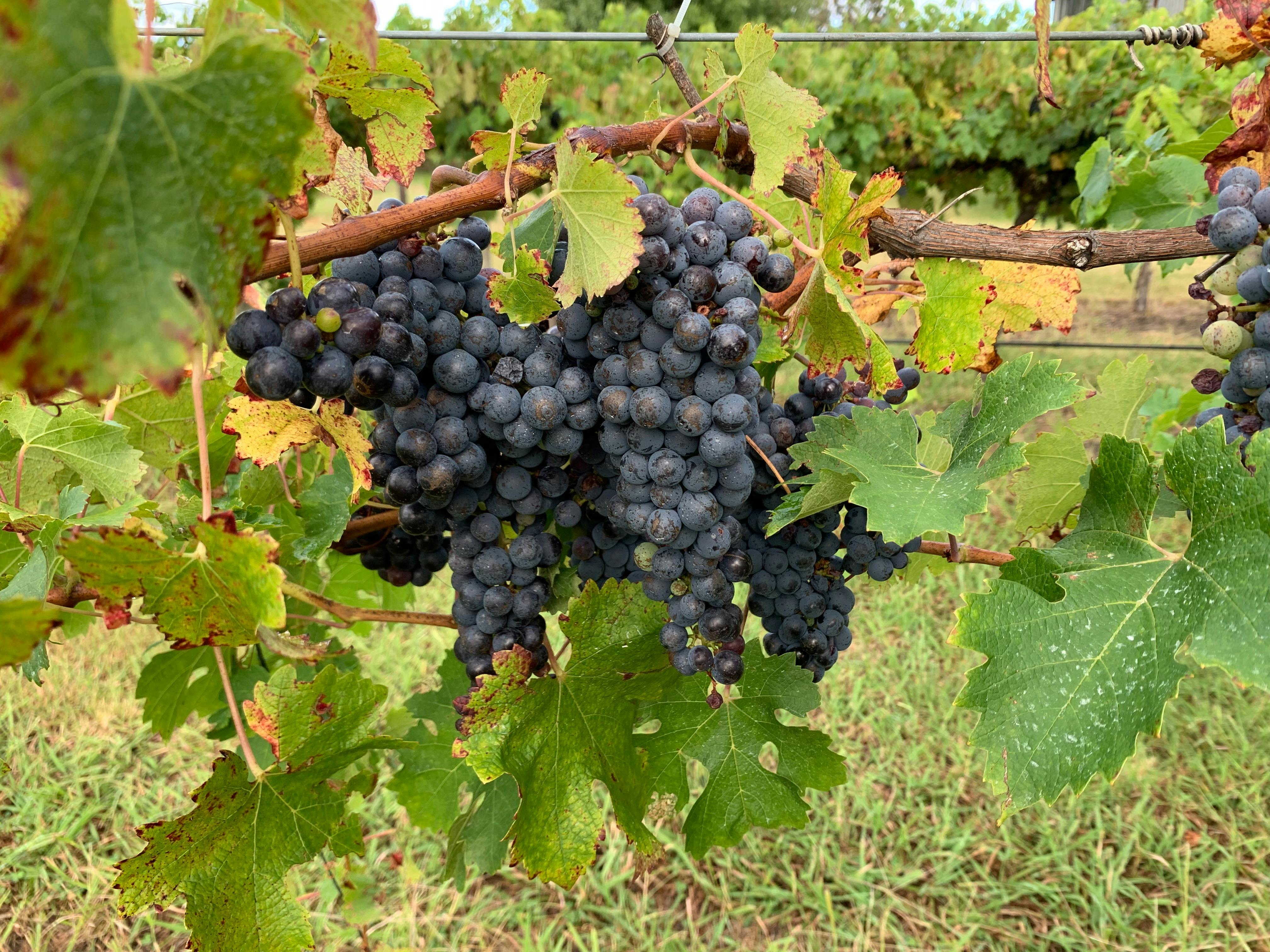 The McIntosh Estate 55+ year old vines displaying beautiful Cabernet grapes in Mudgee NSW