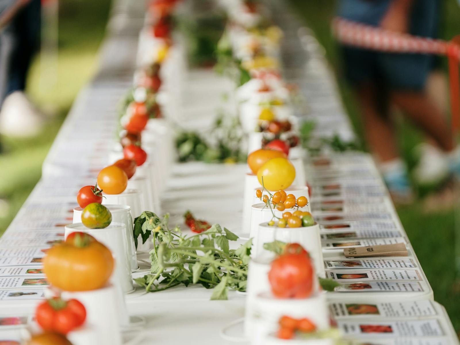 Long white table, various tomatoes displayed on upturned small buckets