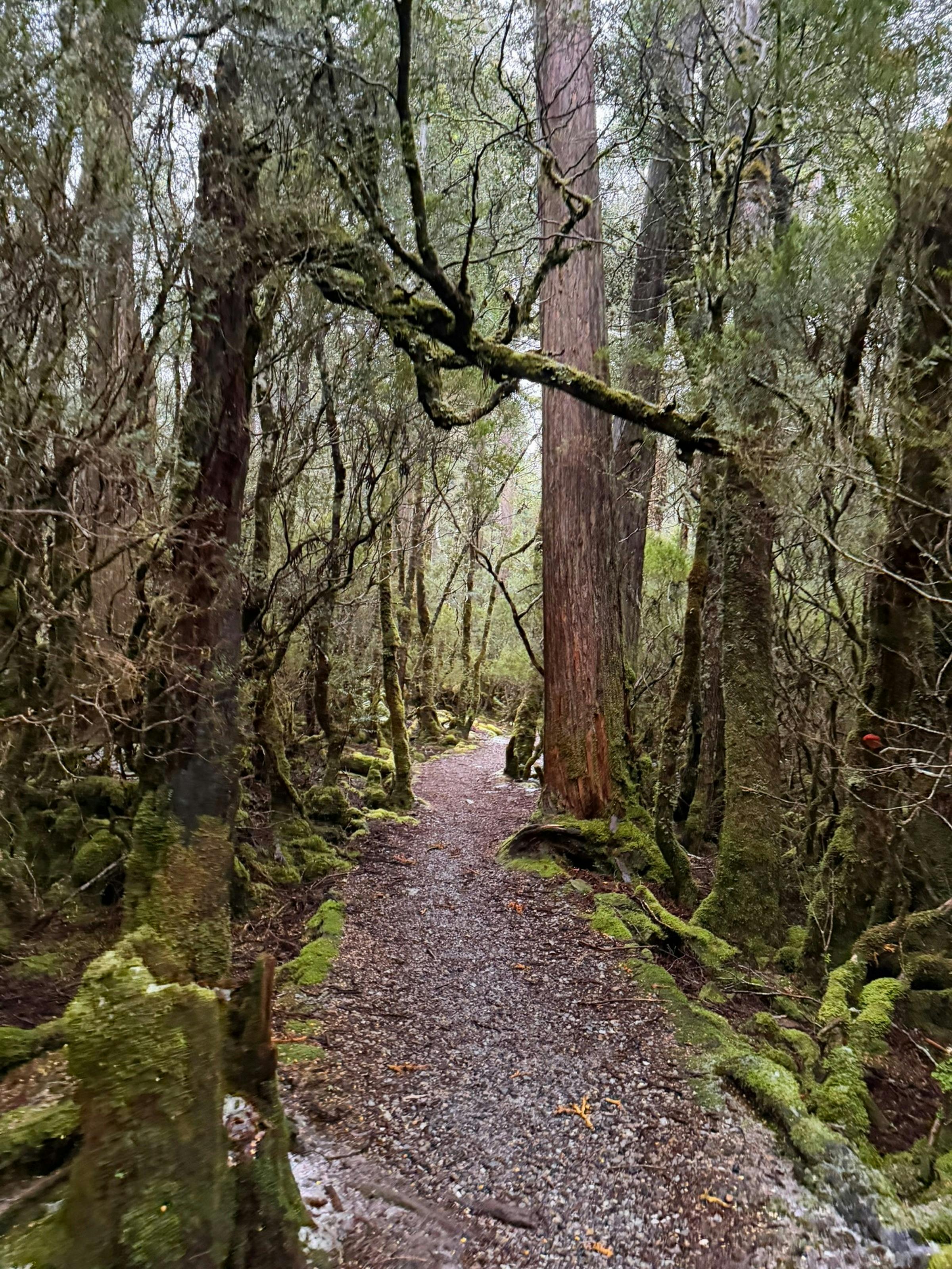 Wander through cool temperate rainforest, where towering trees and moss-lined paths.