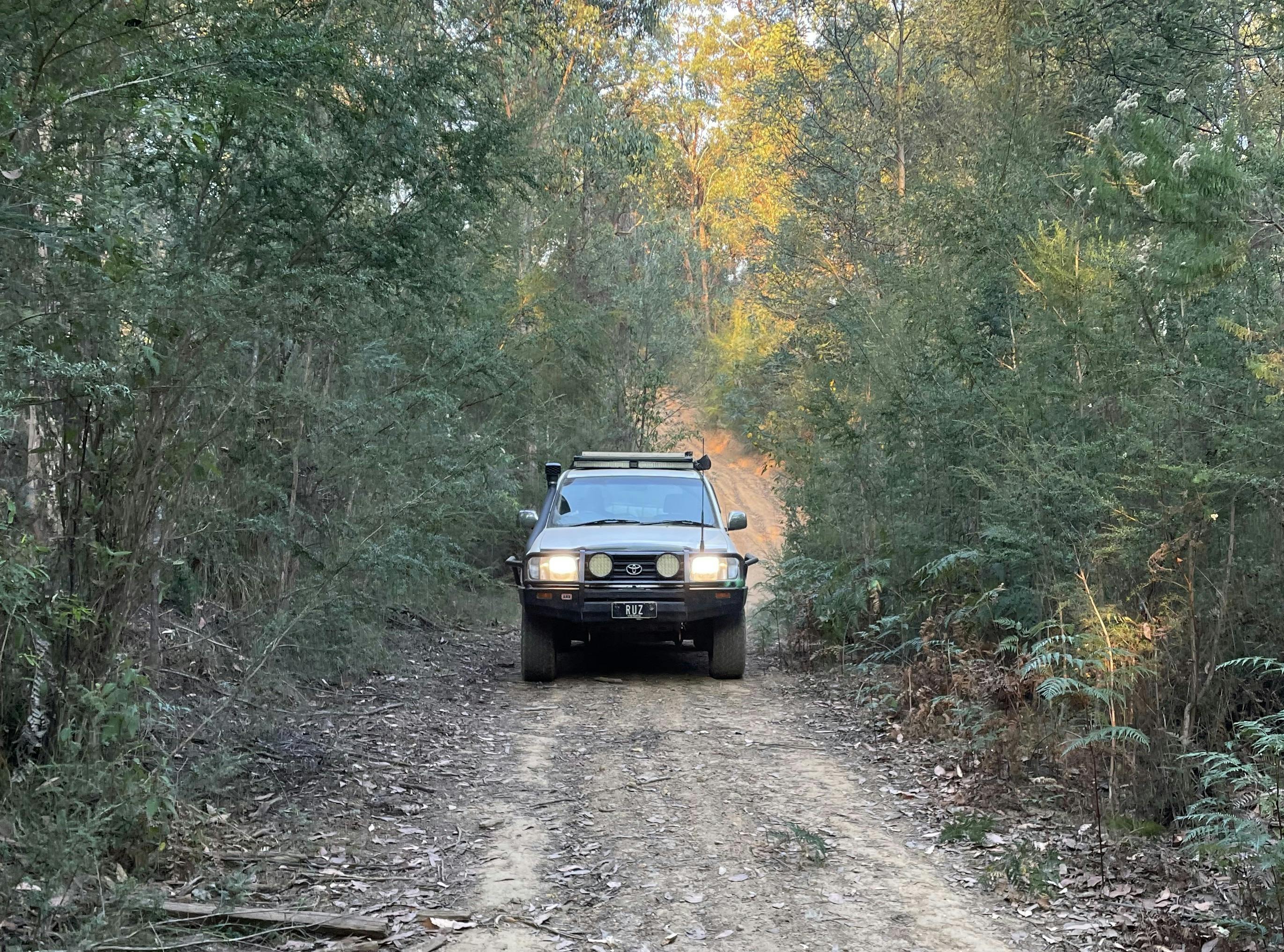 narby bush