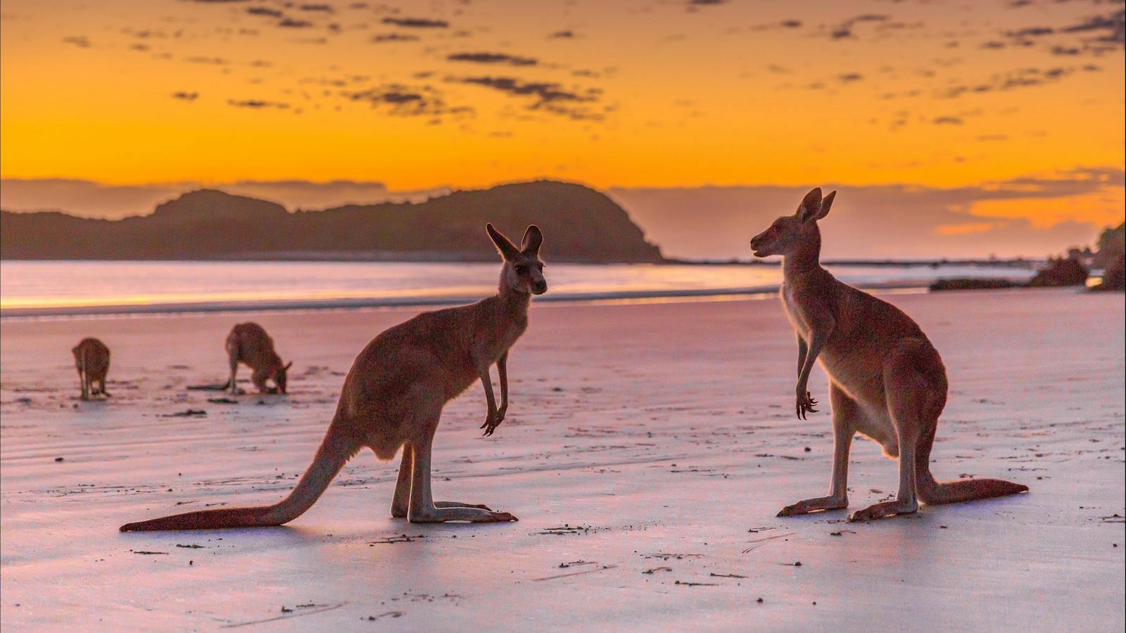 48 hours in Cape Hillsborough and The Hibiscus Coast