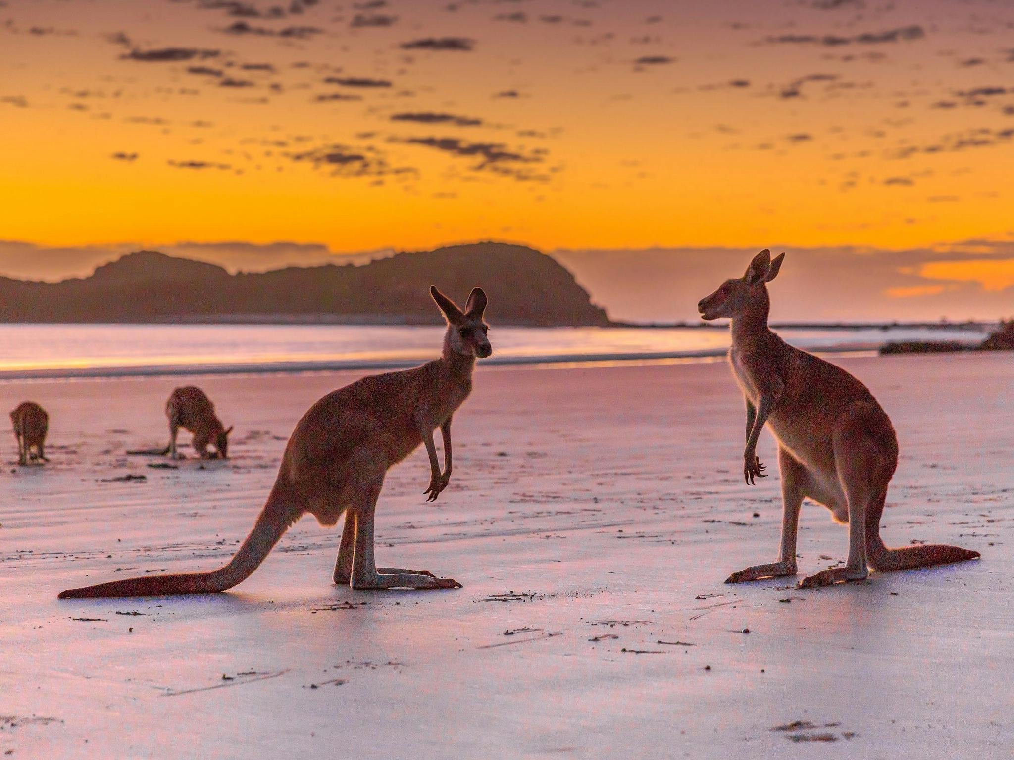 48 hours in Cape Hillsborough and The Hibiscus Coast 48 hours in Cape Hillsborough and The Hibiscus Coast