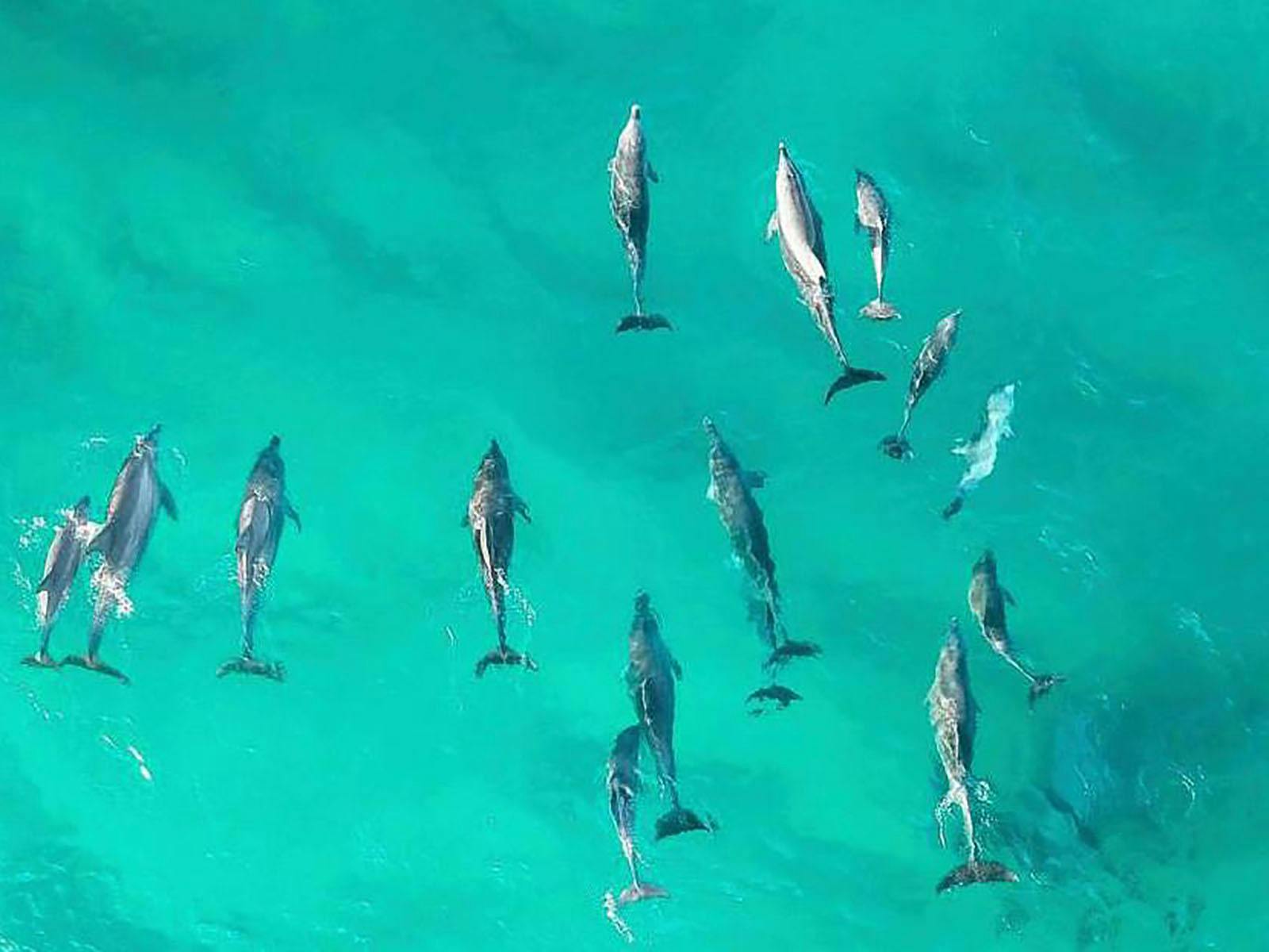 Dolphins