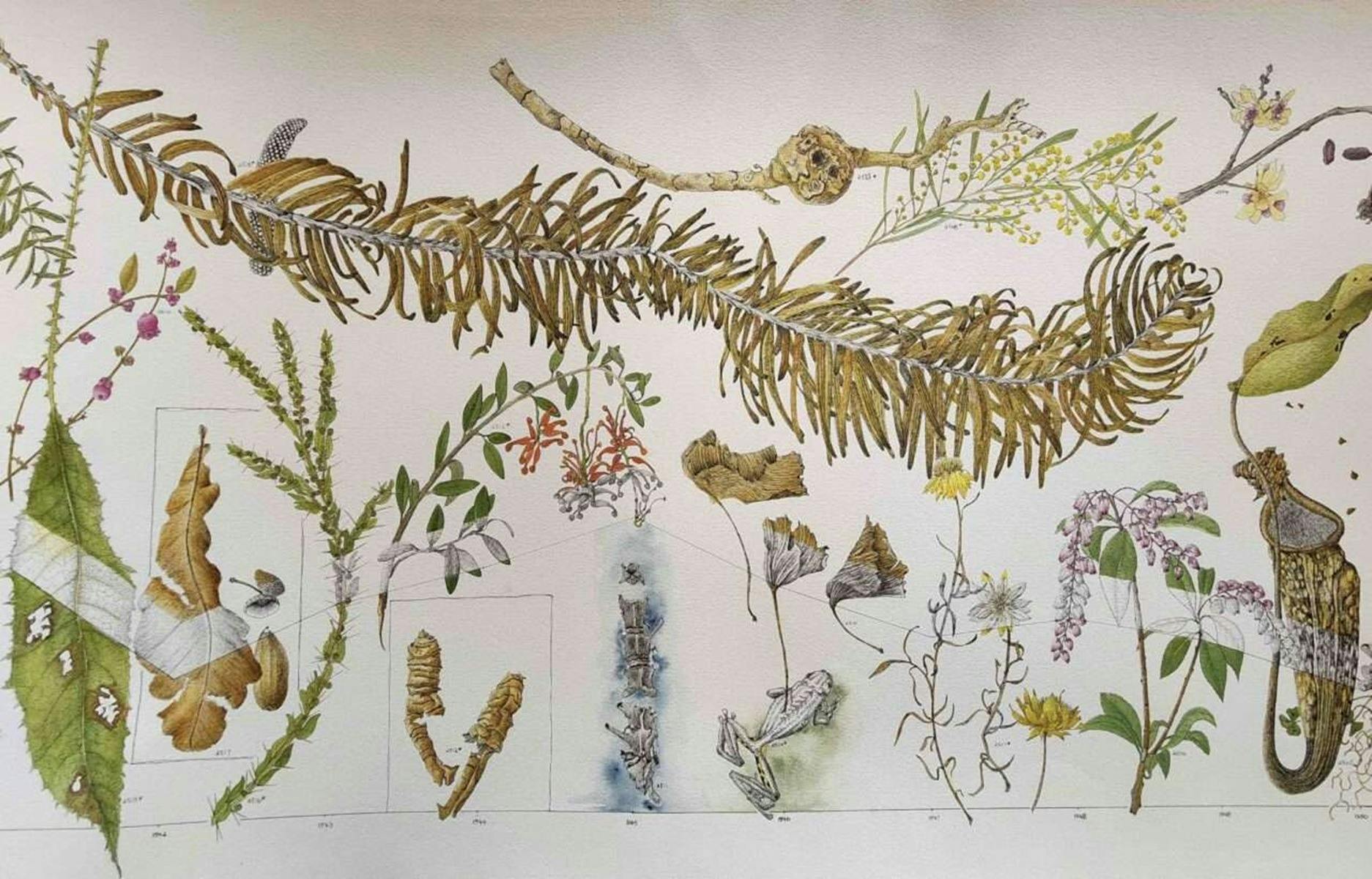 Botanical Drawings by Sharon Field