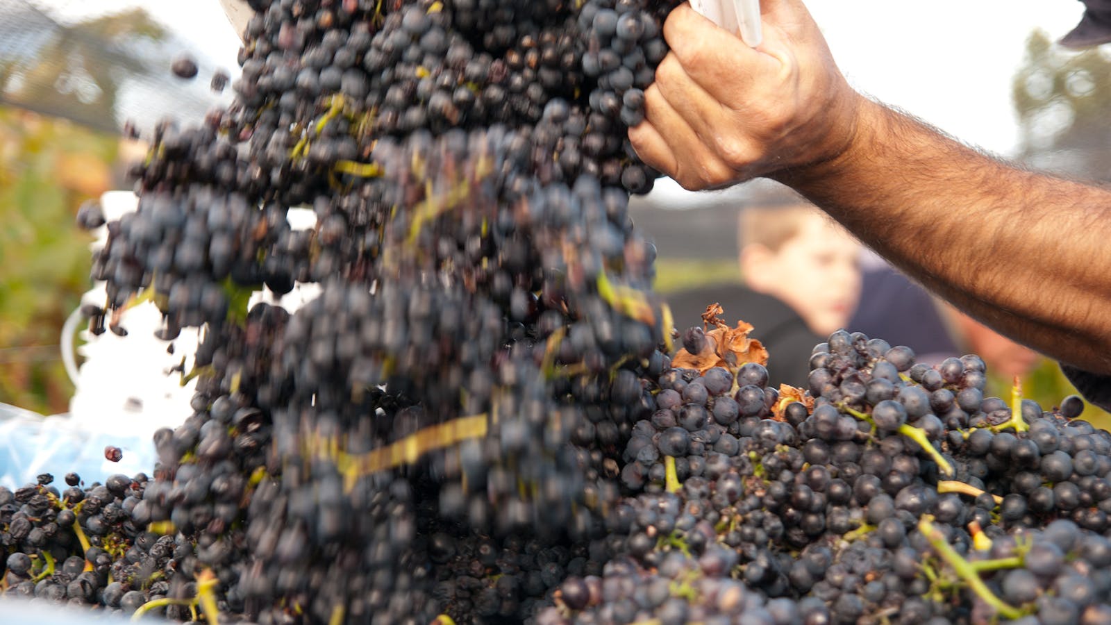 Wine in the Vines - Bangor Vineyard Tour
