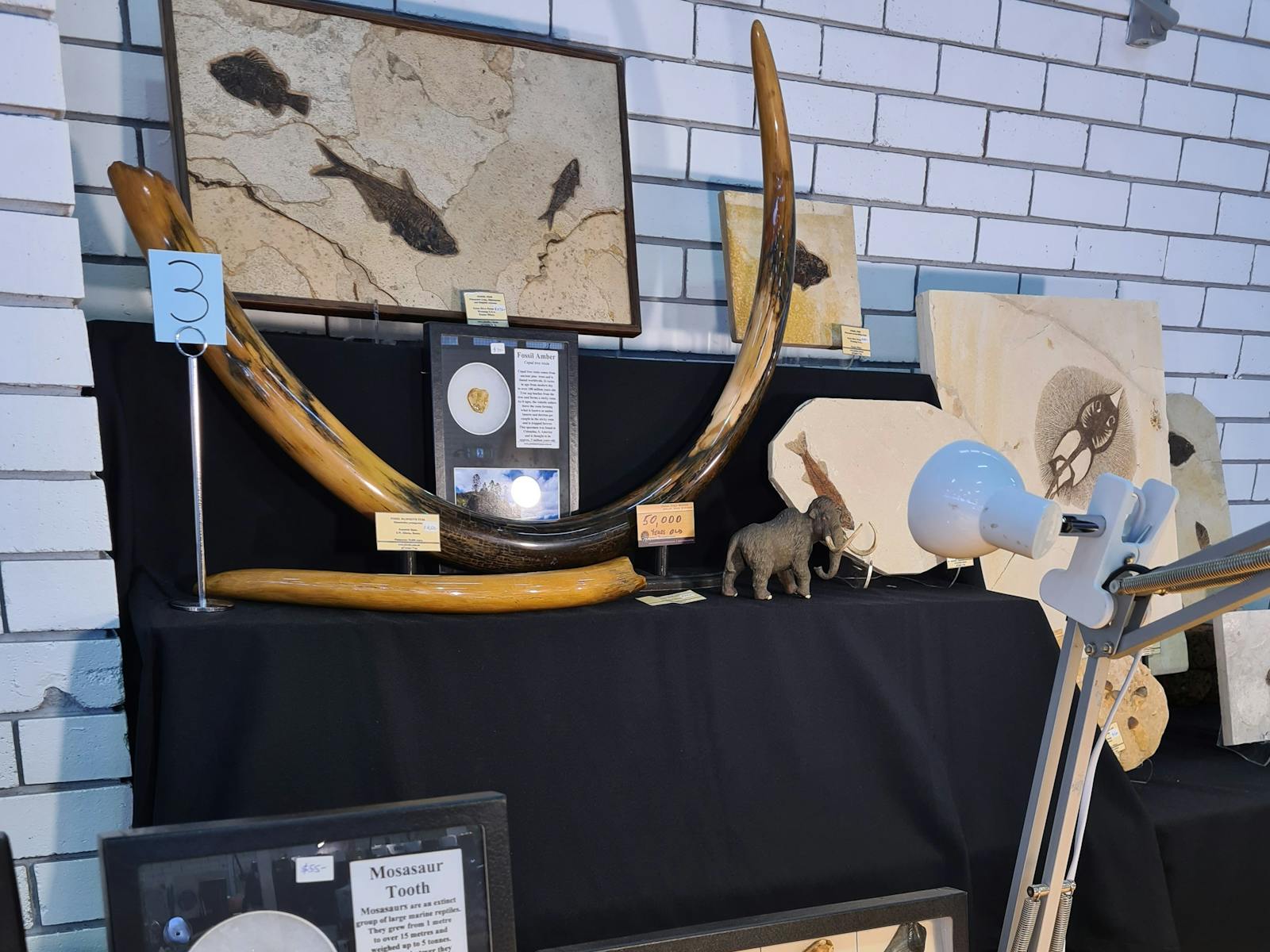 Fine Collector Fossils