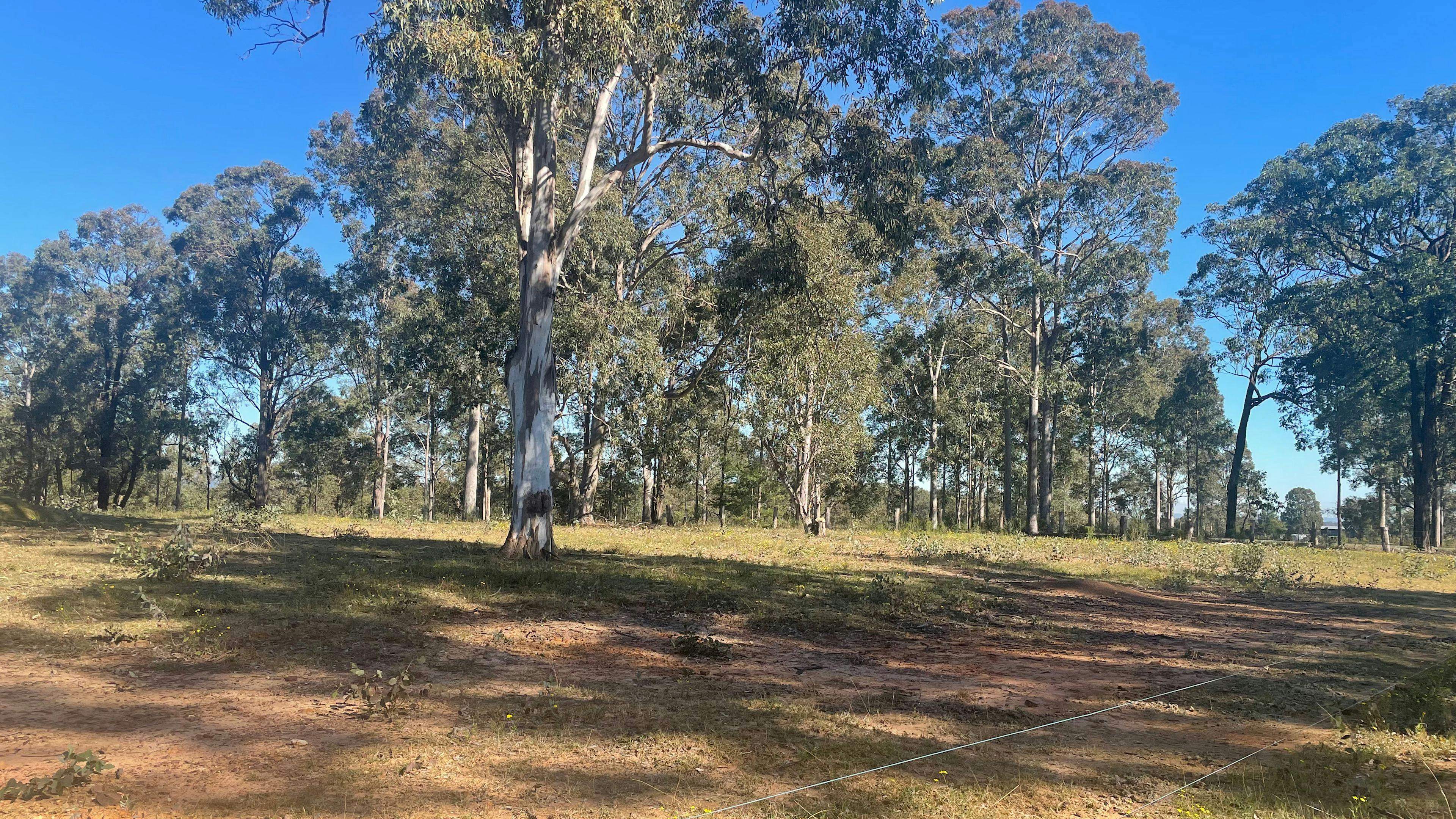 Eeyore And Snore Hunter Valley