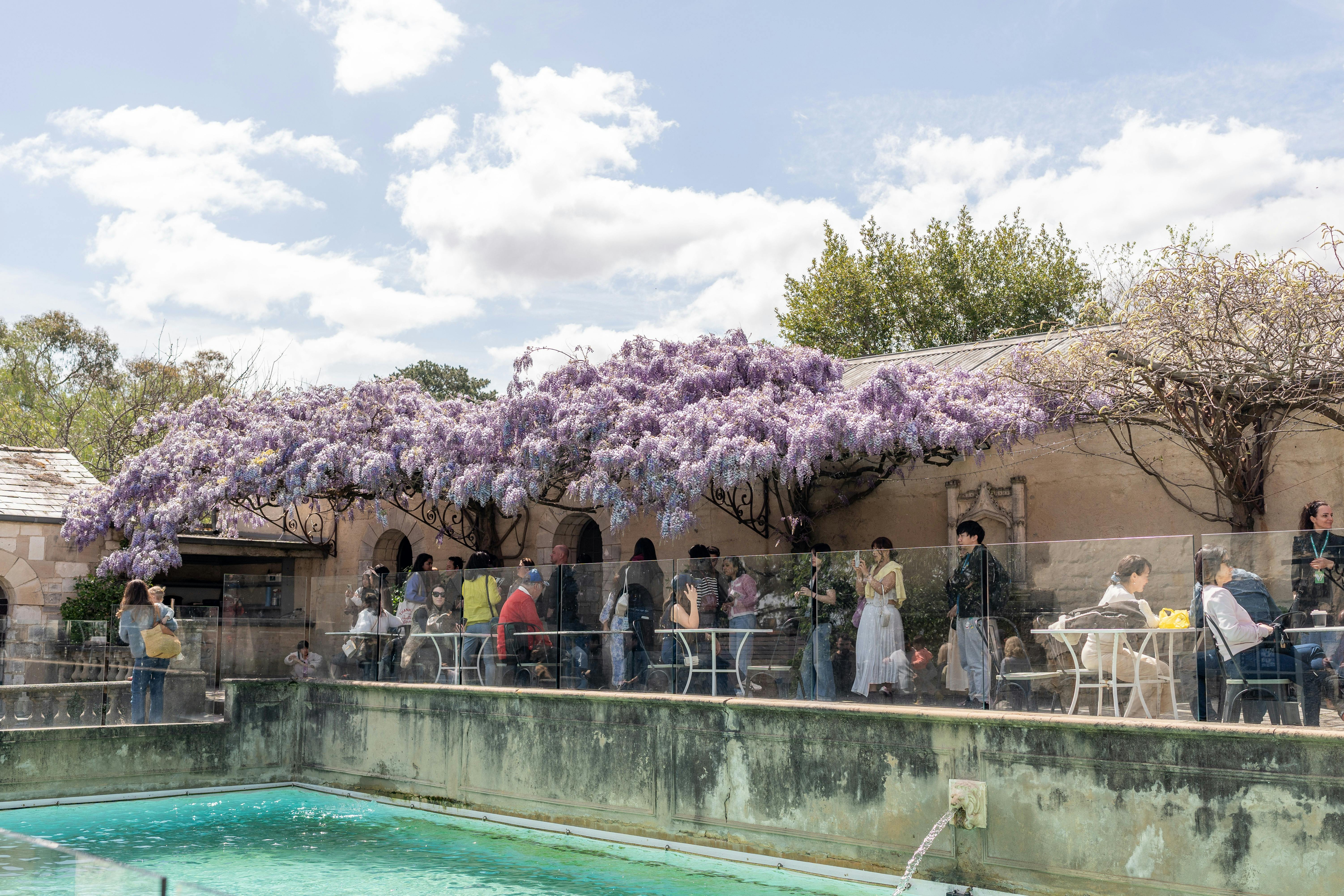 Wisteria above the pool