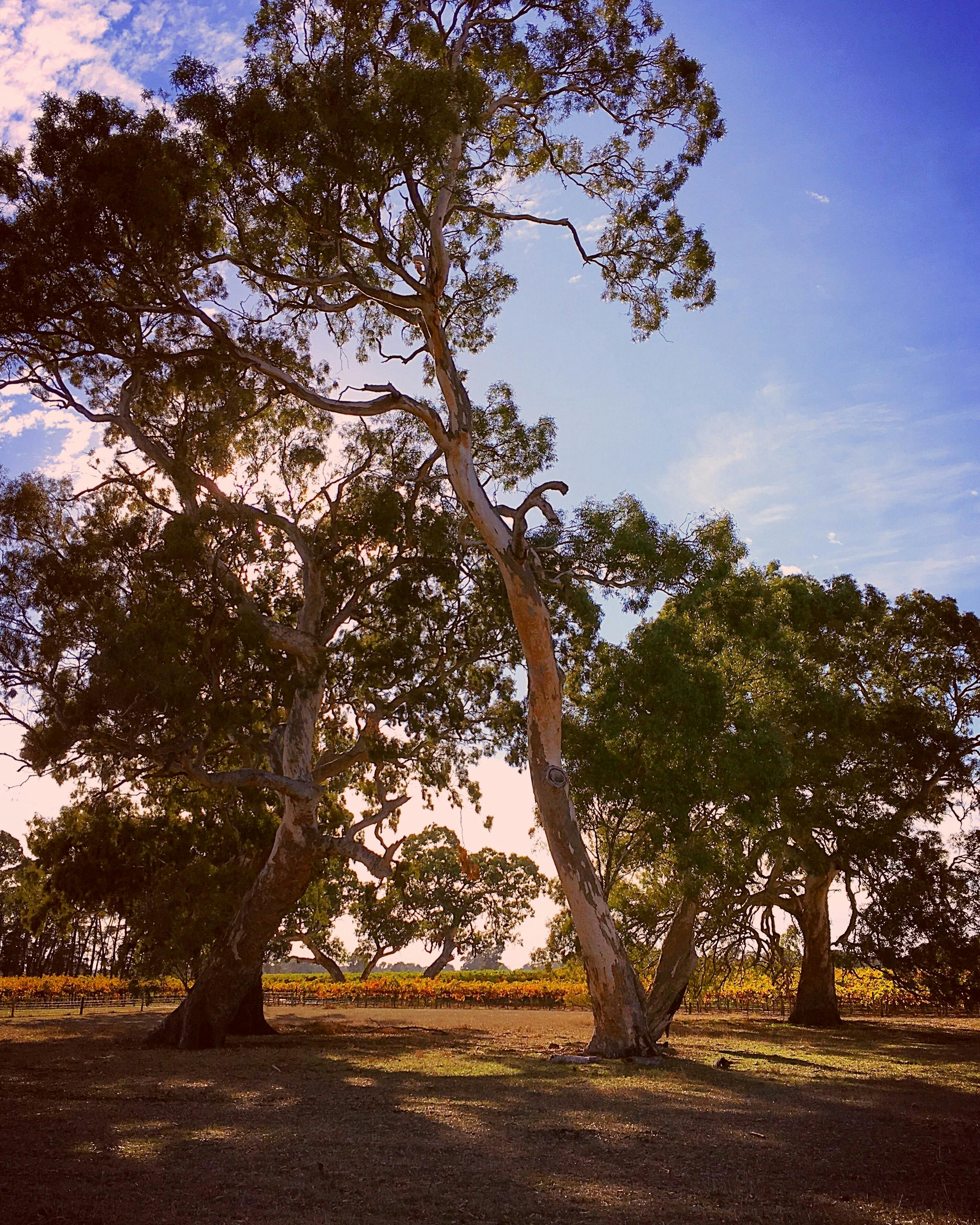 Coonawarra Running Festival