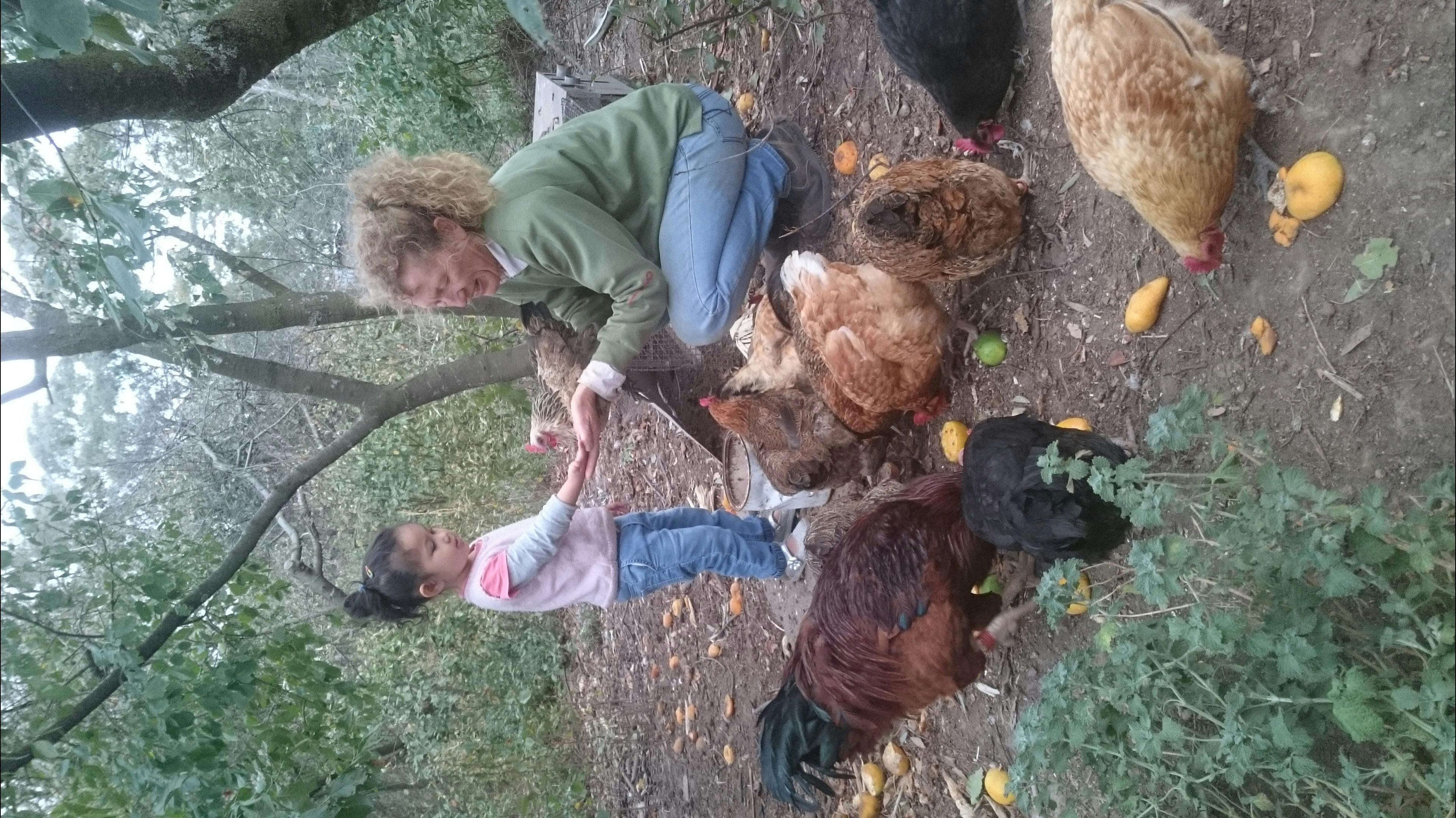 Child in the chook inclosure with the hends at her feet.