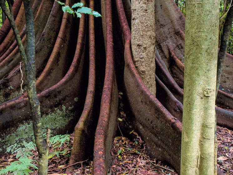 Wingham Brush Nature Reserve. Photo: NSW Government