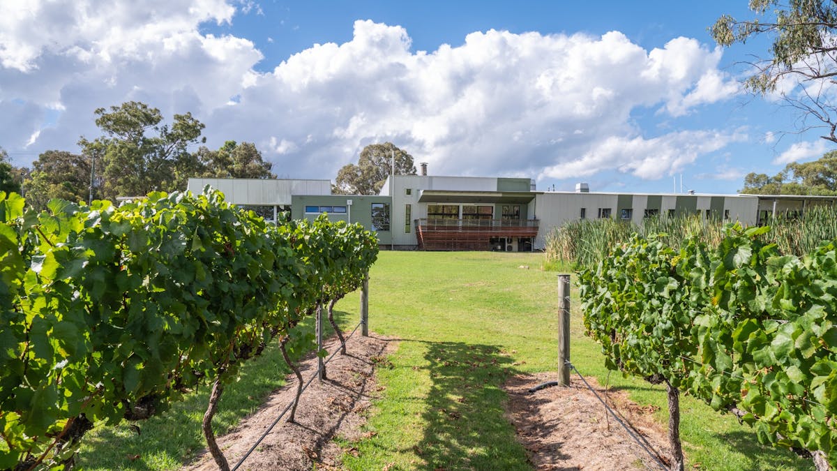 Vineyard leading up to the office