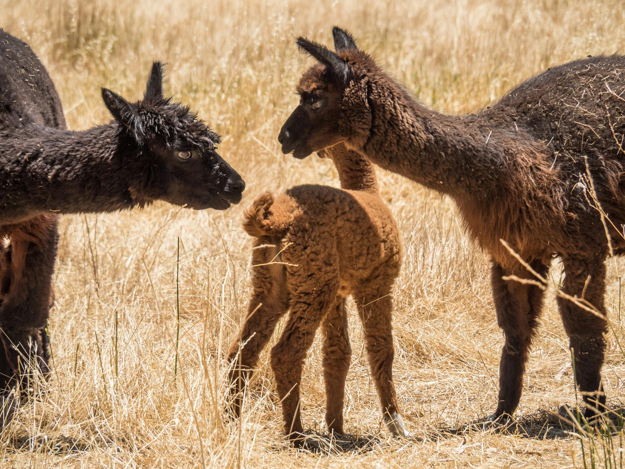Meet and greet of all of the animals is usually enjoyed by all.  Especially hand feeding the alpacas