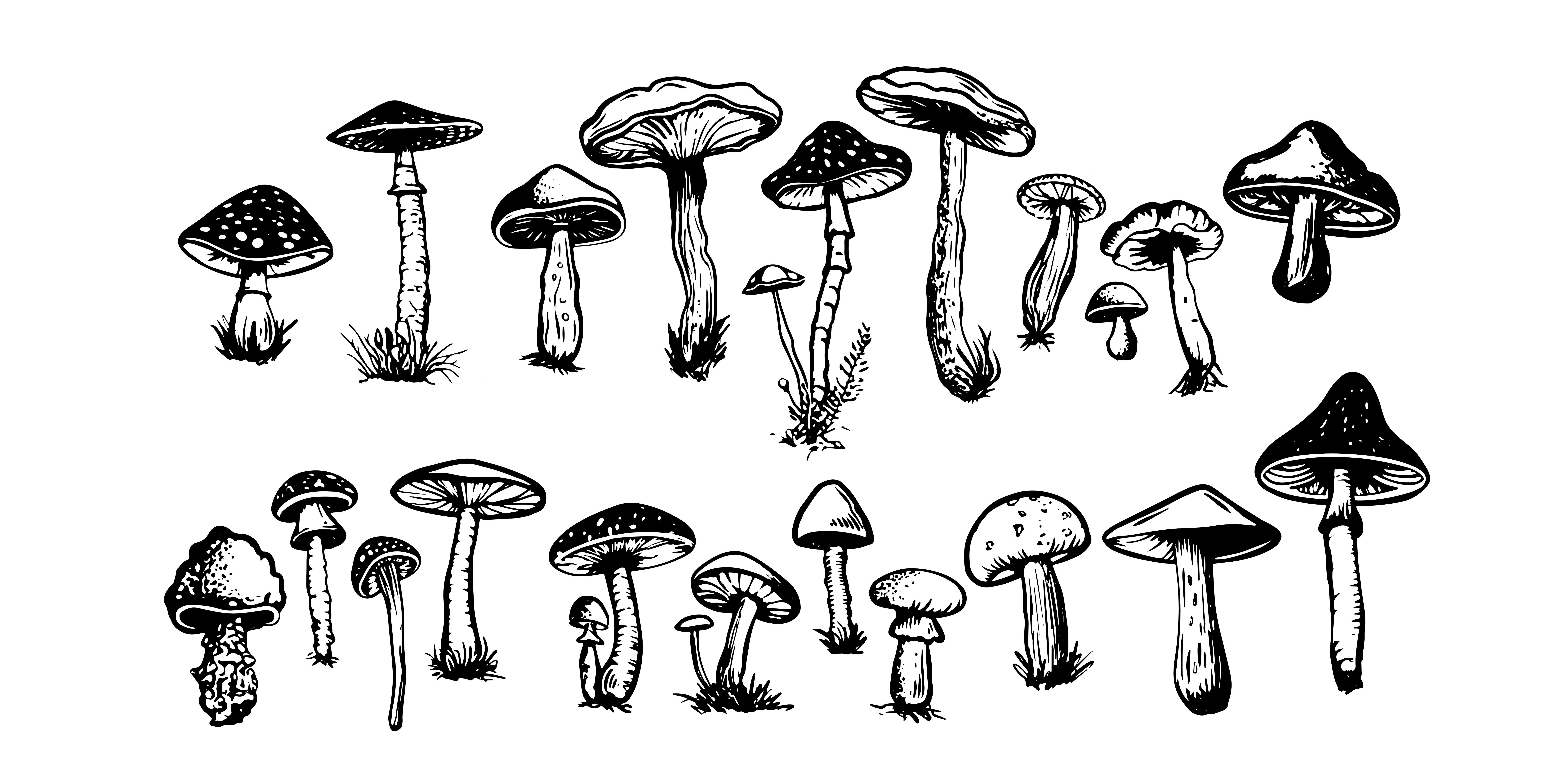 A black and white cartoon image of different variations of mushrooms