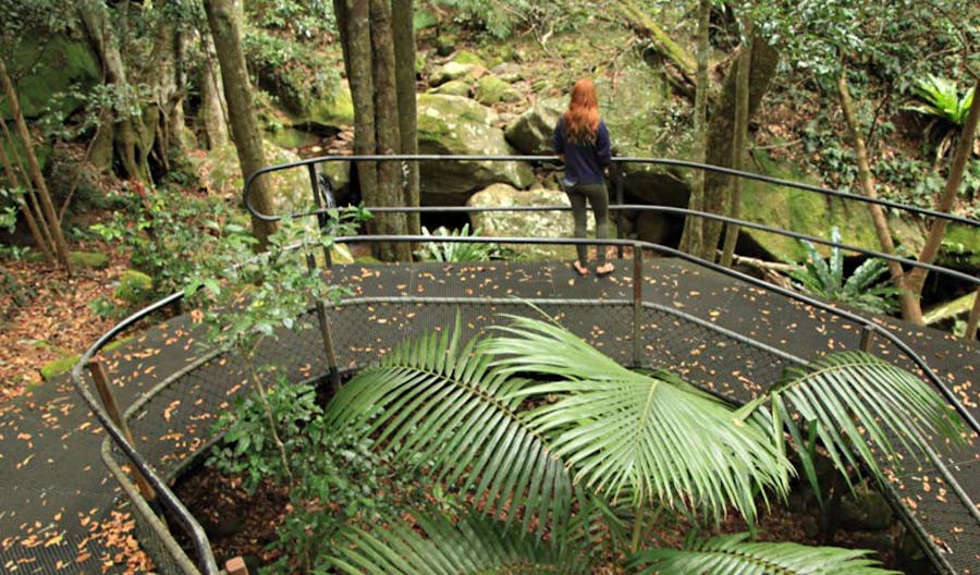A person on the boardwalk, The Falls walk, Budderoo National Park. Photo: Andy Richards.