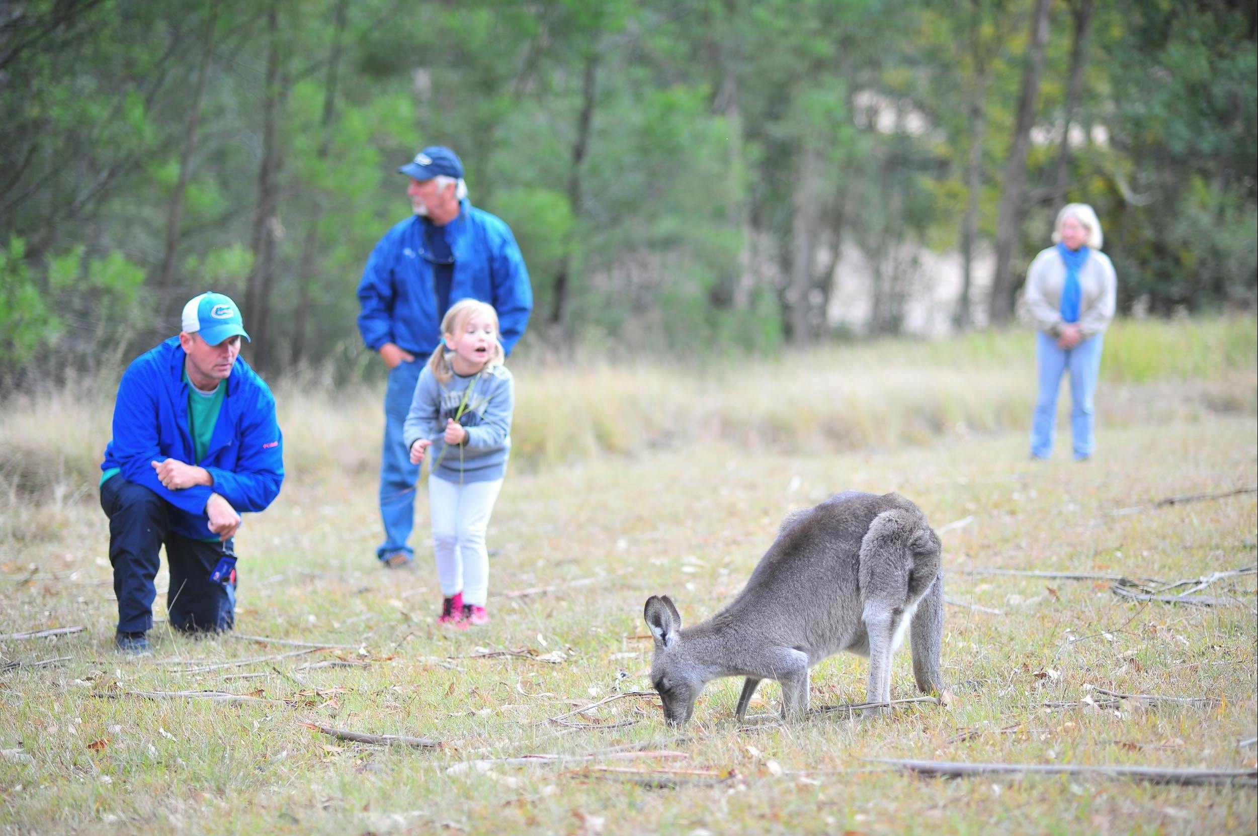 ブルーマウンテンツアーのカンガルー