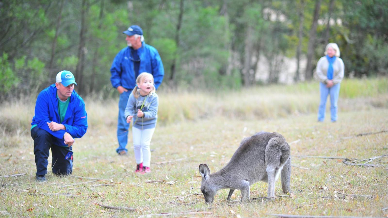 Kangaroos on a Blue Mountains tour