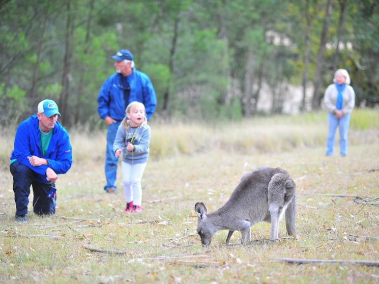 Kangaroos on a Blue Mountains tour