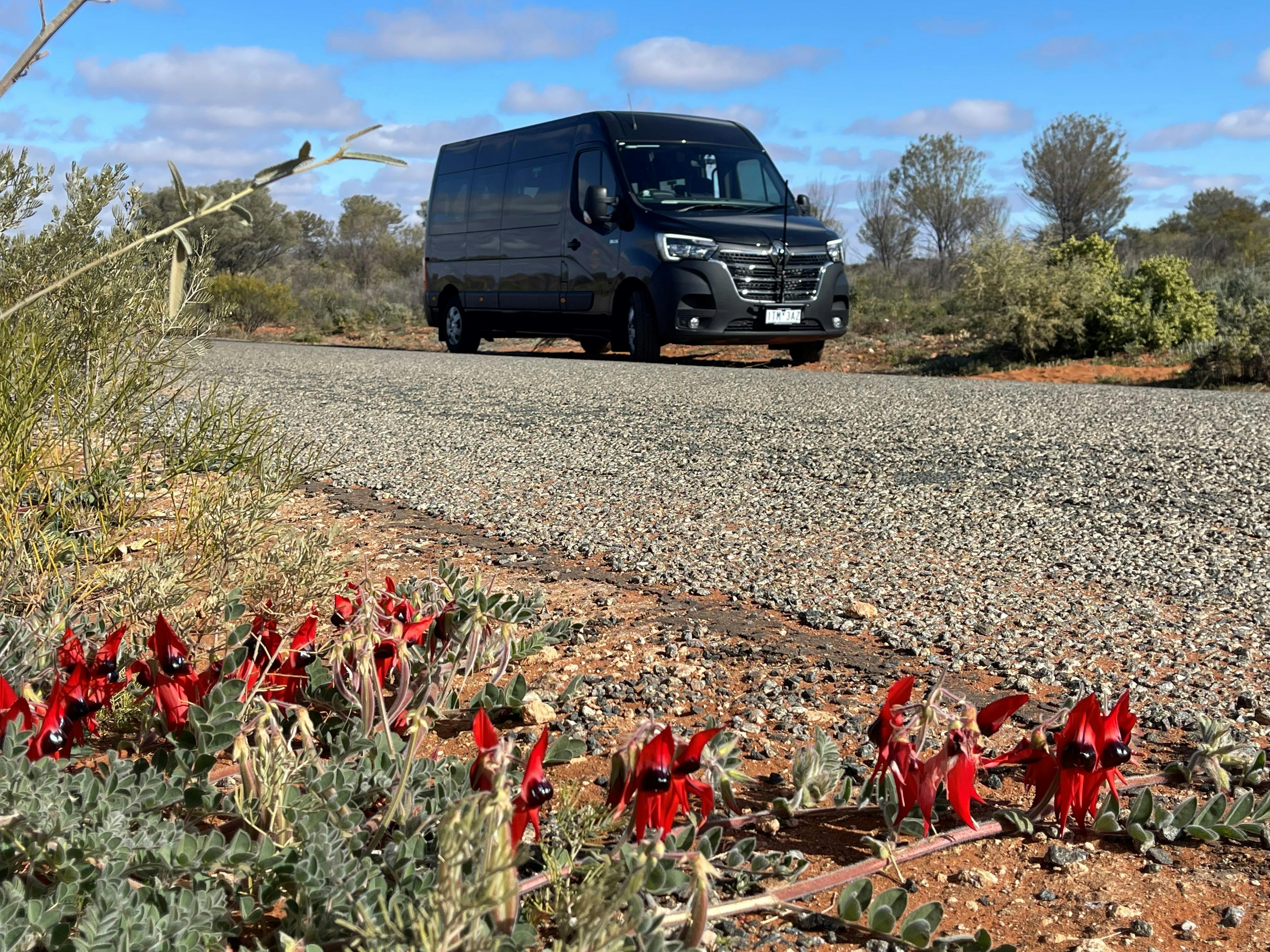 Sturt desert pea touring