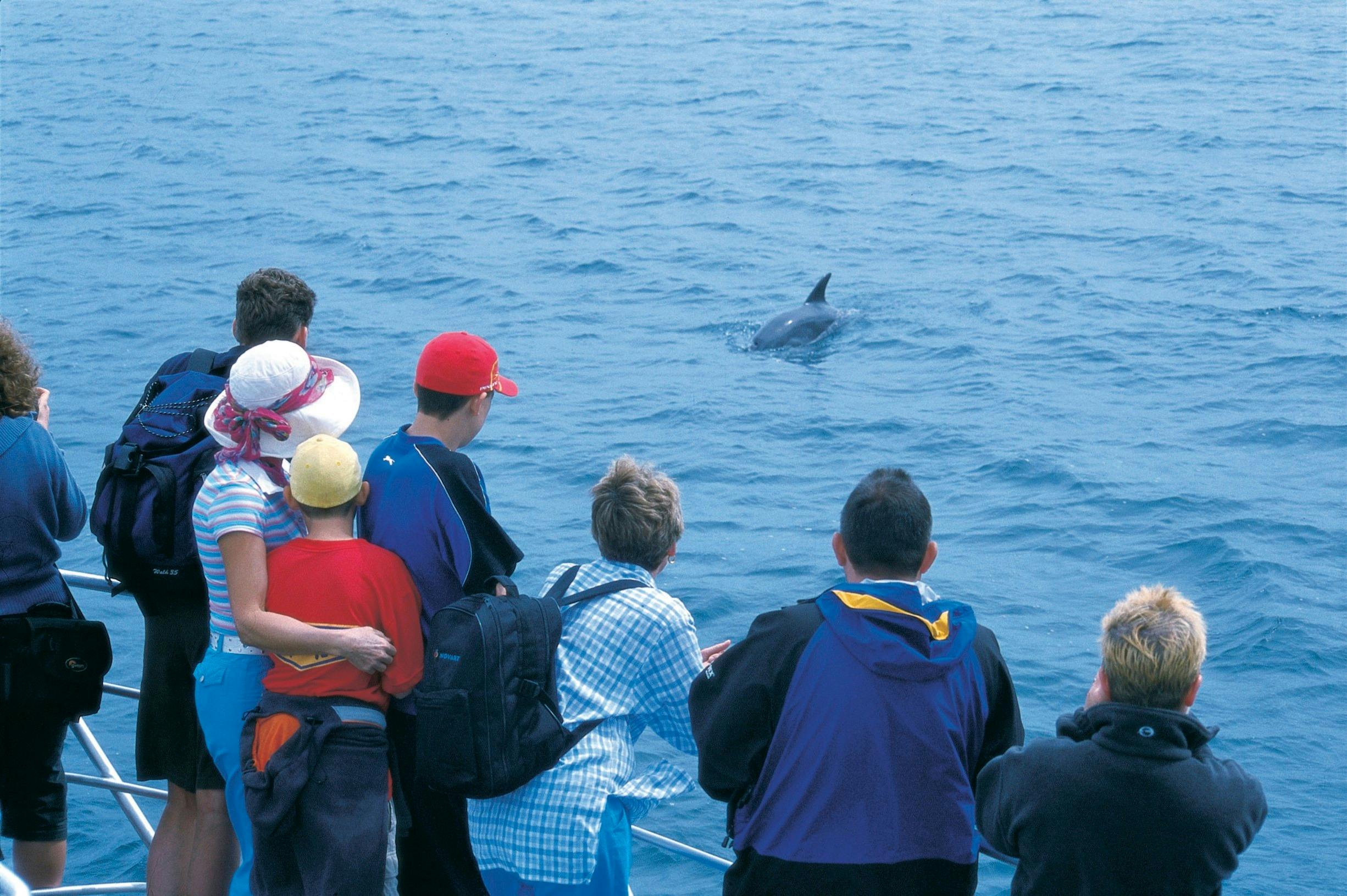 Tourists viewing dolphin, on the Discovery Centre Tour, Western Australia