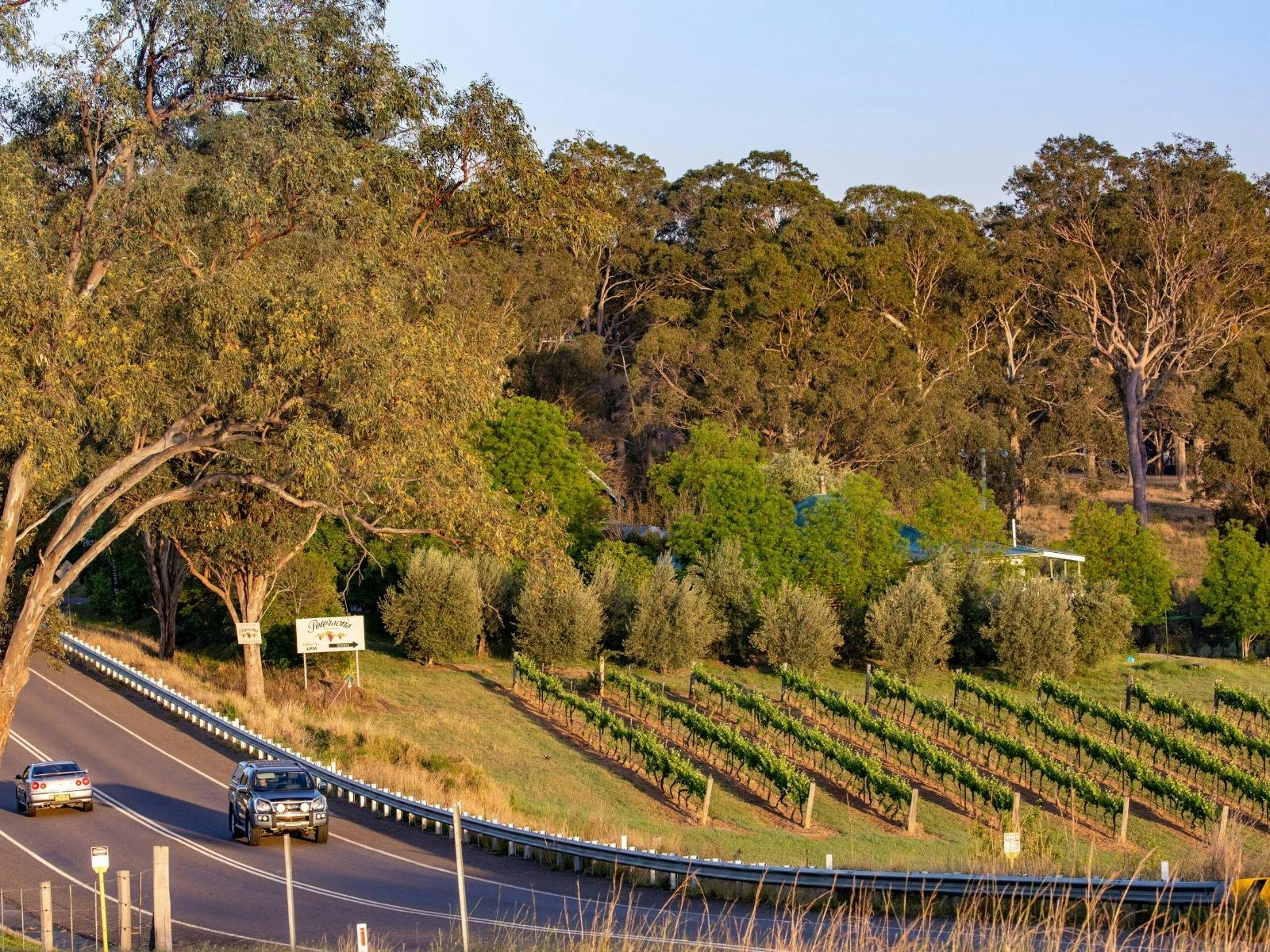 Distant scenic shot of a vineyard along a hillside road under warm, shining sunlight
