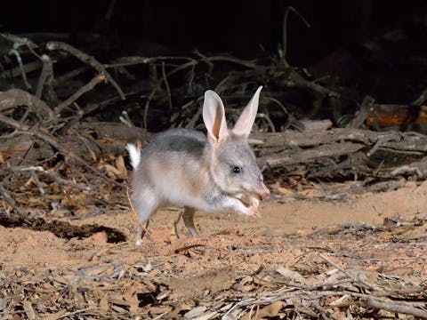 Australian Wildlife Conservancy Scotia