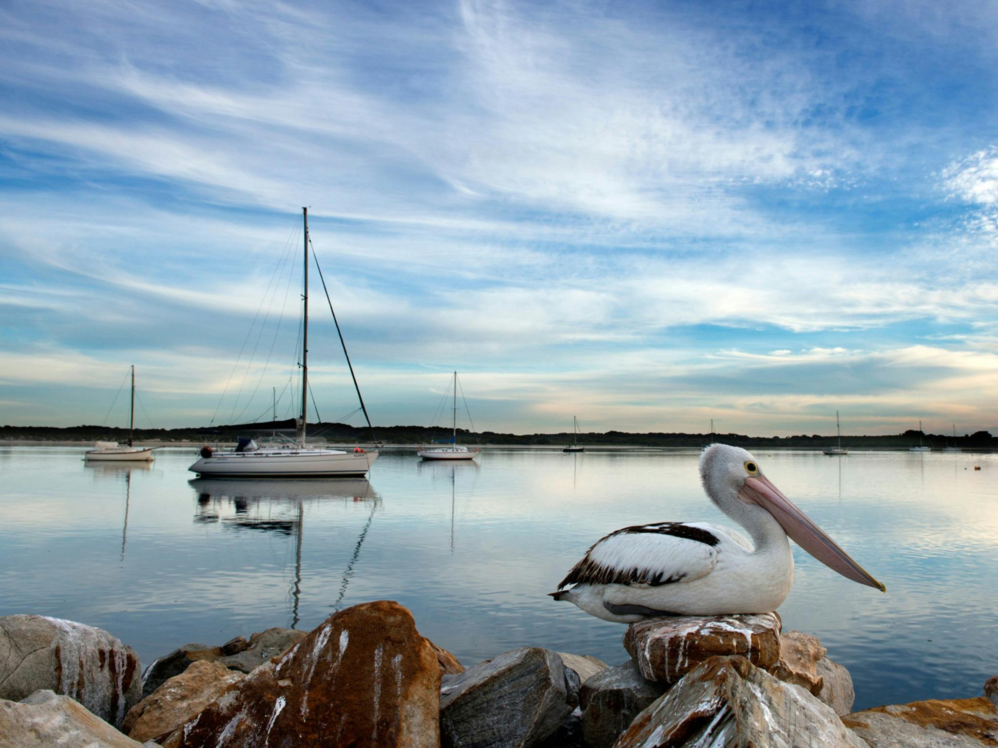A pelican and sail boat on the calm waters of American River