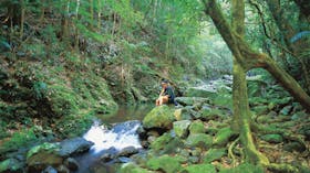 Binna Burra, Lamington National Park