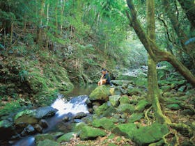 Binna Burra, Lamington National Park
